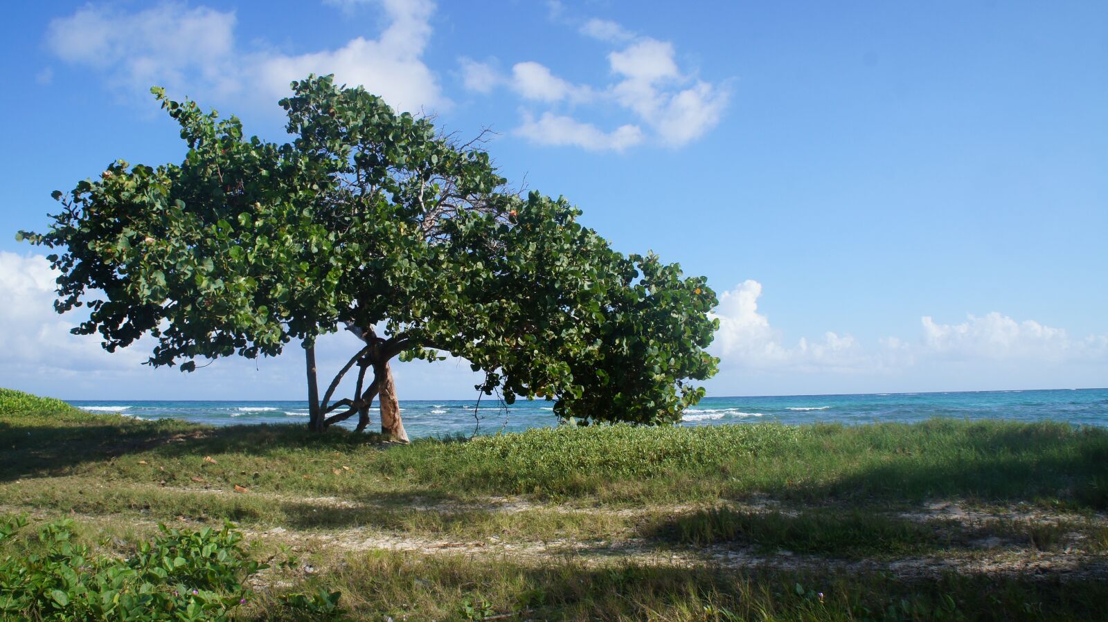 Sony Alpha NEX-C3 sample photo. Beach, jamaica, caribbean photography