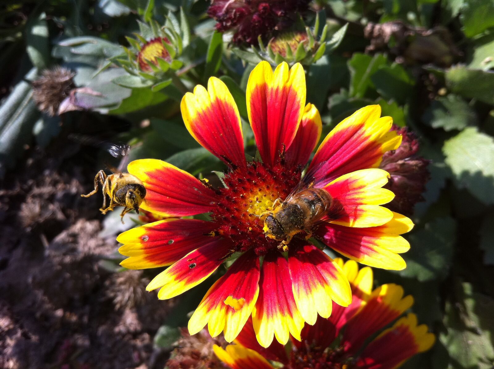 Apple iPhone 4 sample photo. Bee, flower, bloom photography