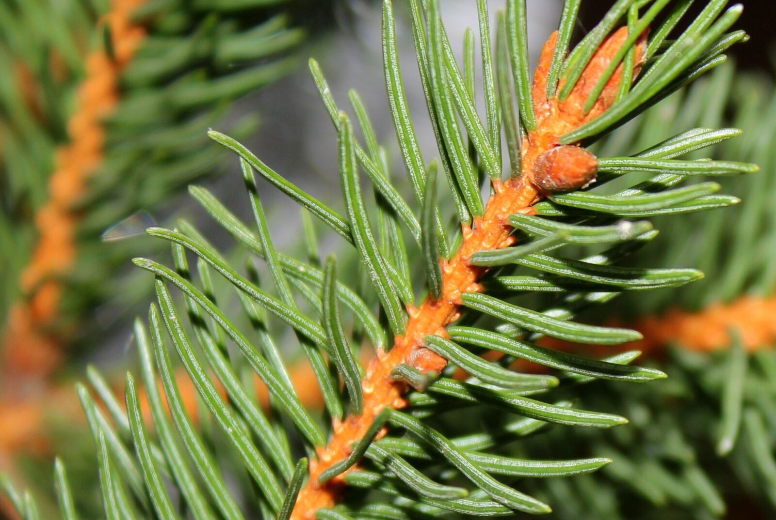 Canon EOS 1200D (EOS Rebel T5 / EOS Kiss X70 / EOS Hi) sample photo. Spruce, tree, plants evergreen photography