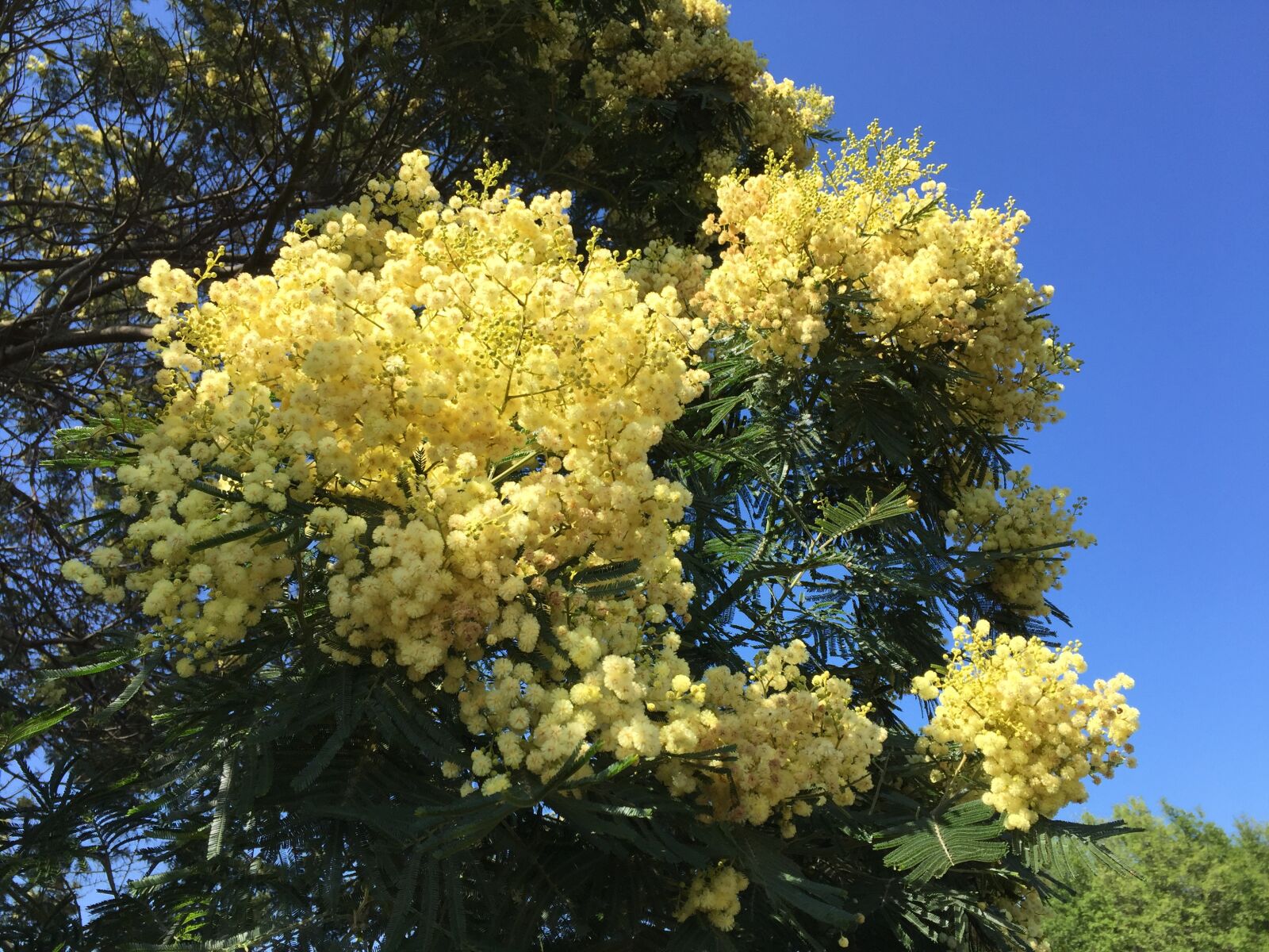 iPhone 6 Plus back camera 4.15mm f/2.2 sample photo. Mimosa, tree, flower photography