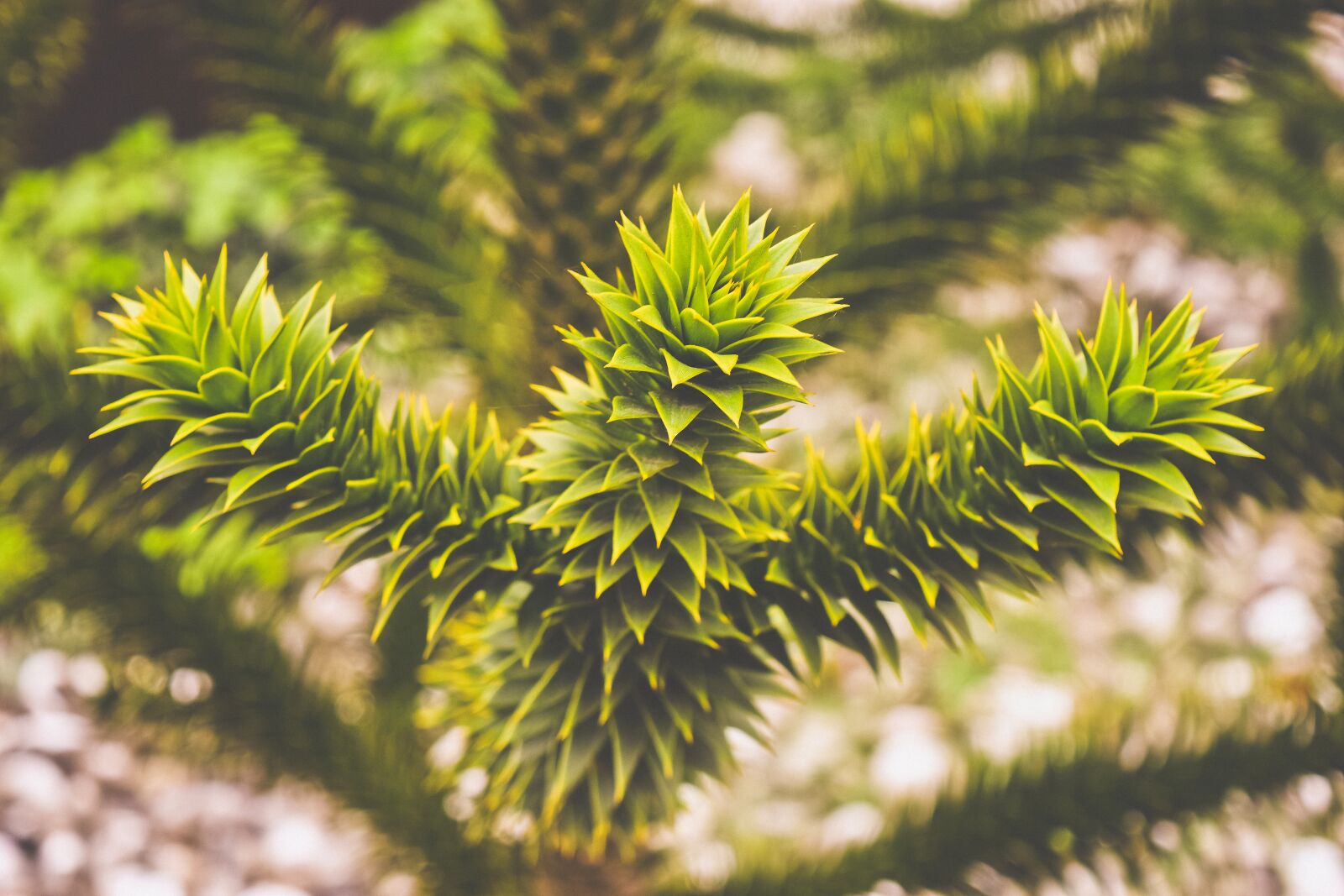 Nikon D3300 sample photo. Tree, araucaria, snake tree photography