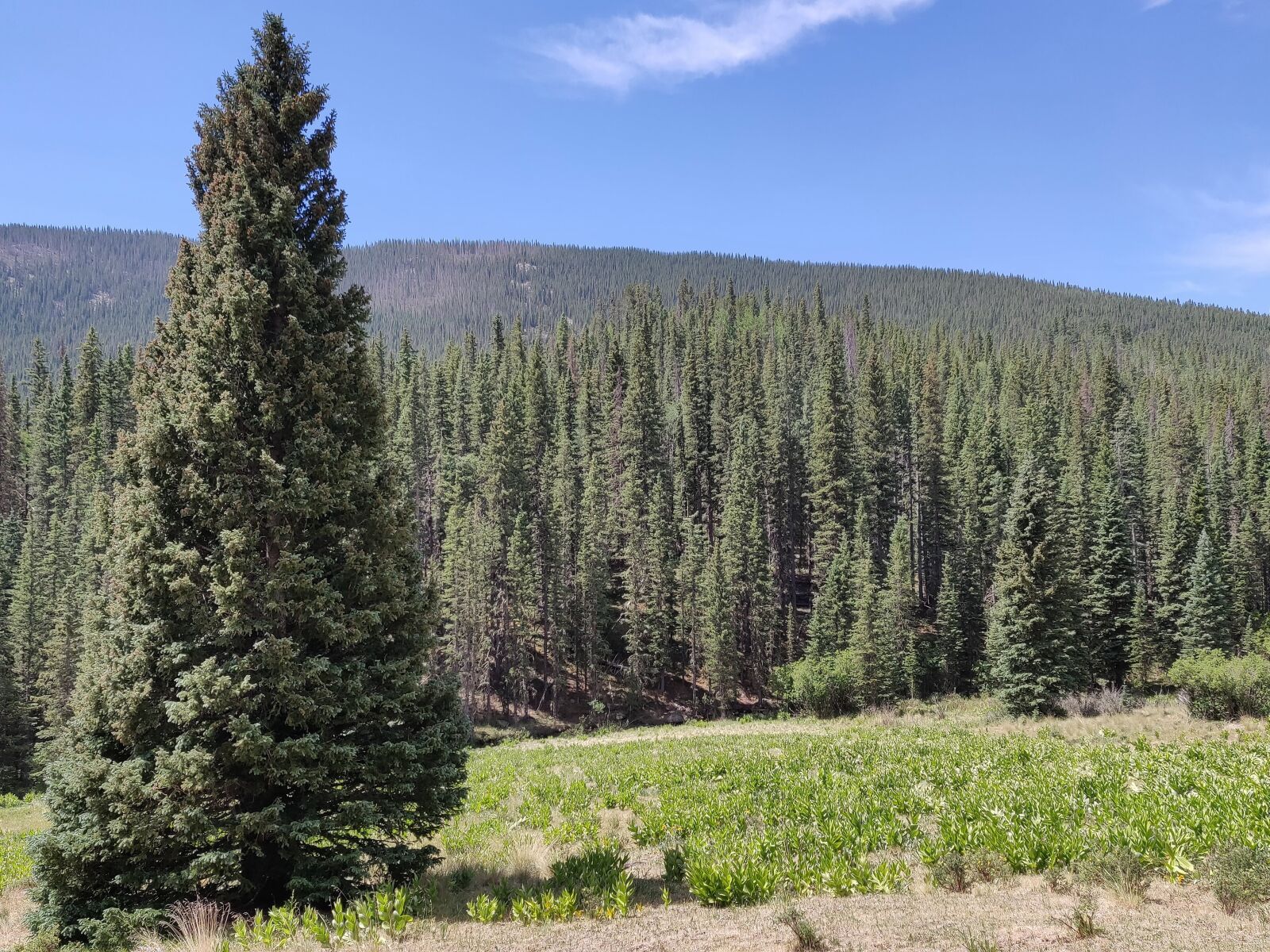 OnePlus 6 sample photo. Spruce, colorado, trees photography