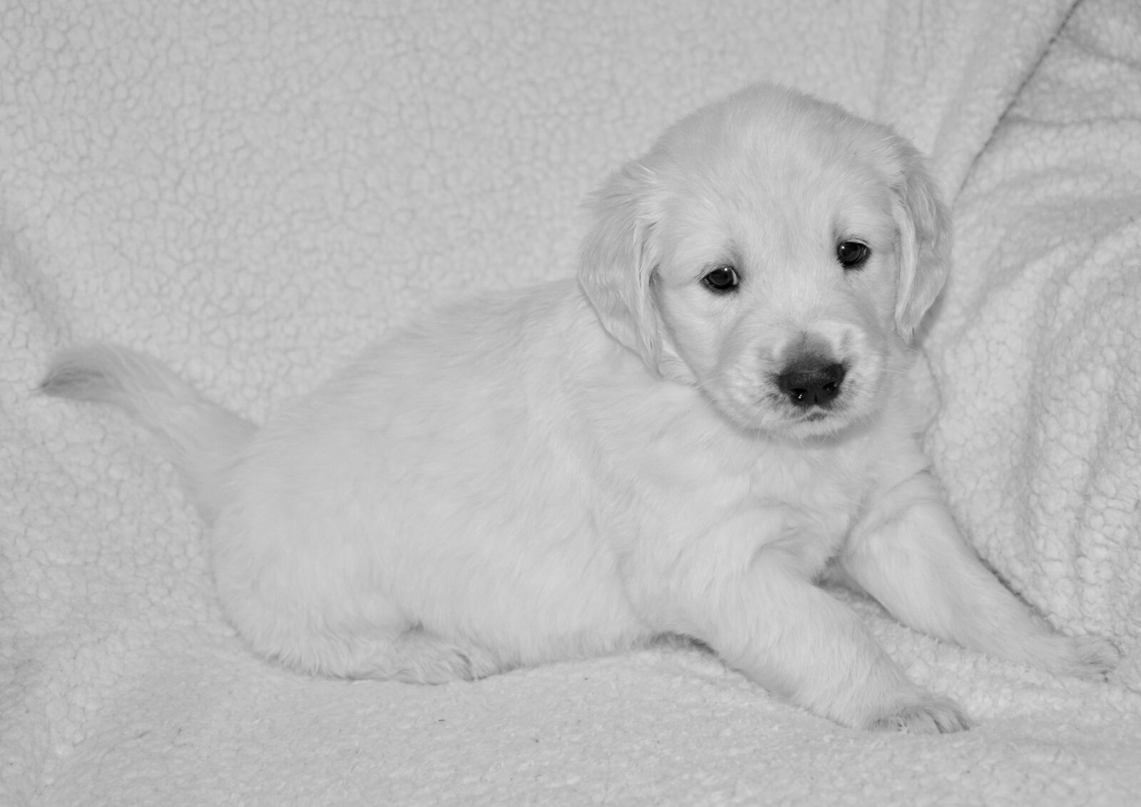 Nikon D5200 sample photo. Dog, puppy, golden retriever photography