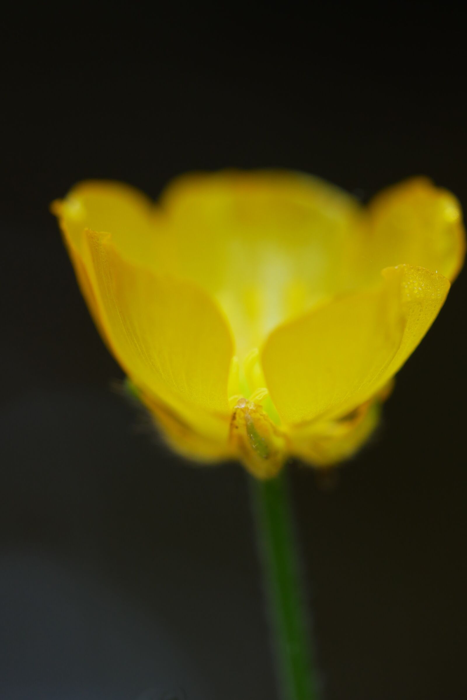 Panasonic Lumix DMC-G85 (Lumix DMC-G80) sample photo. Buttercup, yellow flower, flower photography
