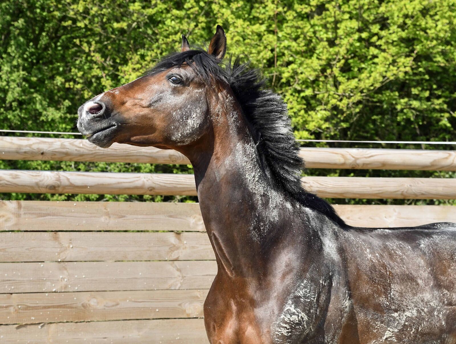 Nikon D500 sample photo. Animal, cavalry, nature, horse photography