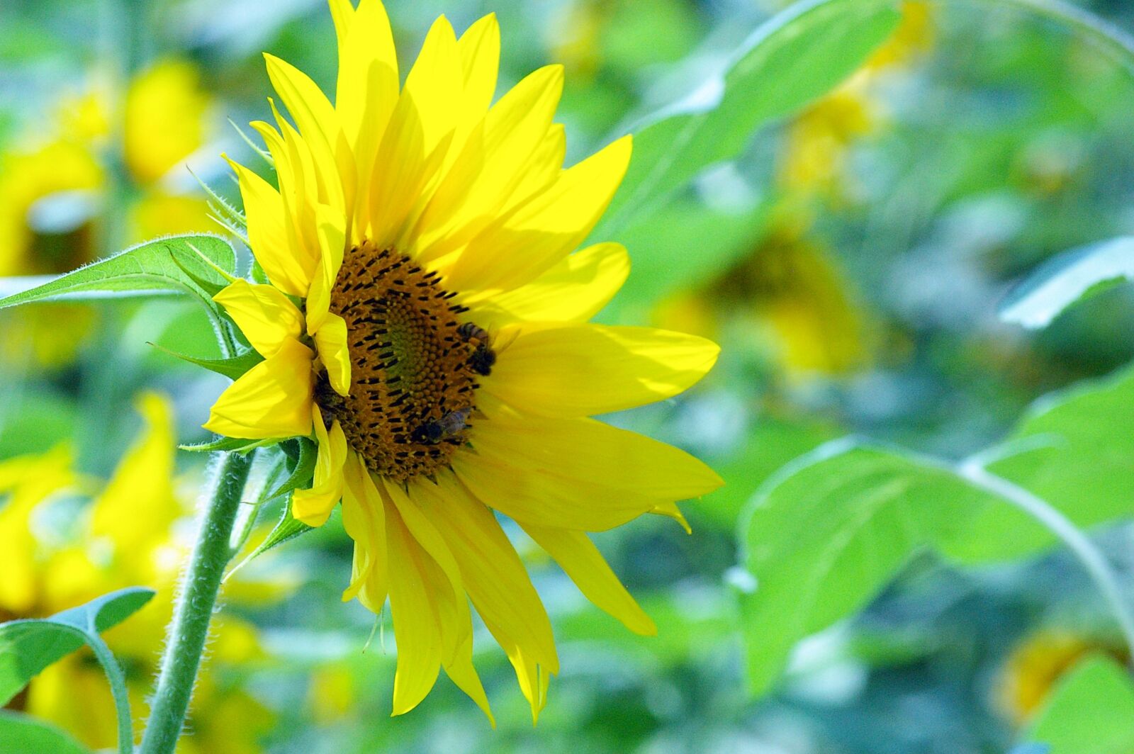 Samsung GX-1L sample photo. Flowers, sunflower, solar photography