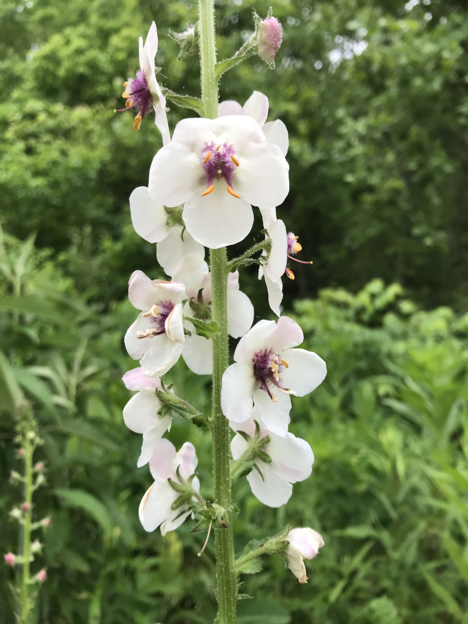 iPhone 7 back camera 3.99mm f/1.8 sample photo. Wildflower, flowers, white photography