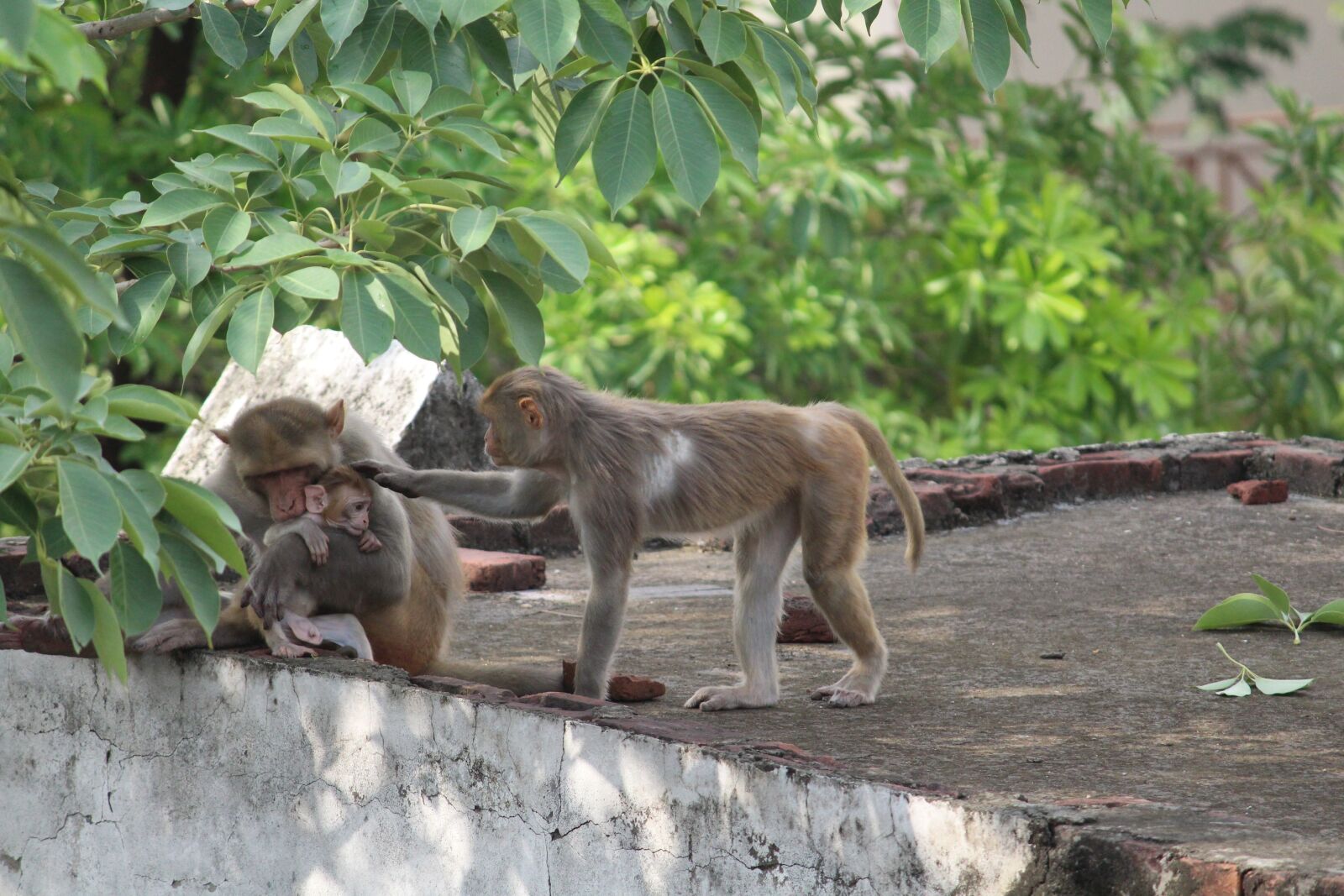Canon EOS 1300D (EOS Rebel T6 / EOS Kiss X80) sample photo. Monkey, wildlife, wild photography