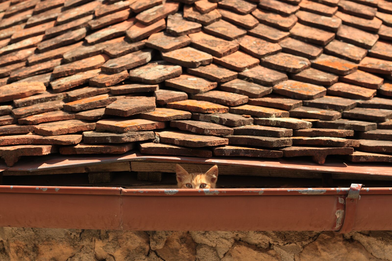 Canon EOS 700D (EOS Rebel T5i / EOS Kiss X7i) + Canon EF 50mm F1.8 STM sample photo. Cat, curious, hidden photography