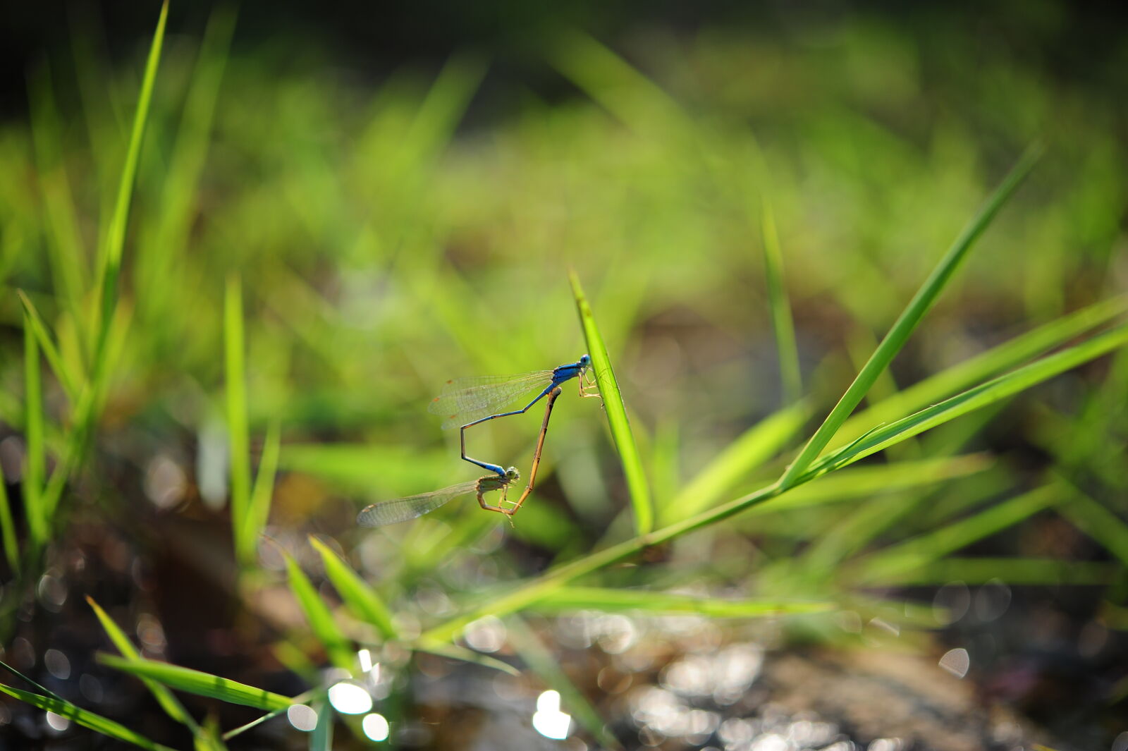 Nikon D700 + Nikon AF-S Micro-Nikkor 60mm F2.8G ED sample photo. Blue, insect, on, green photography