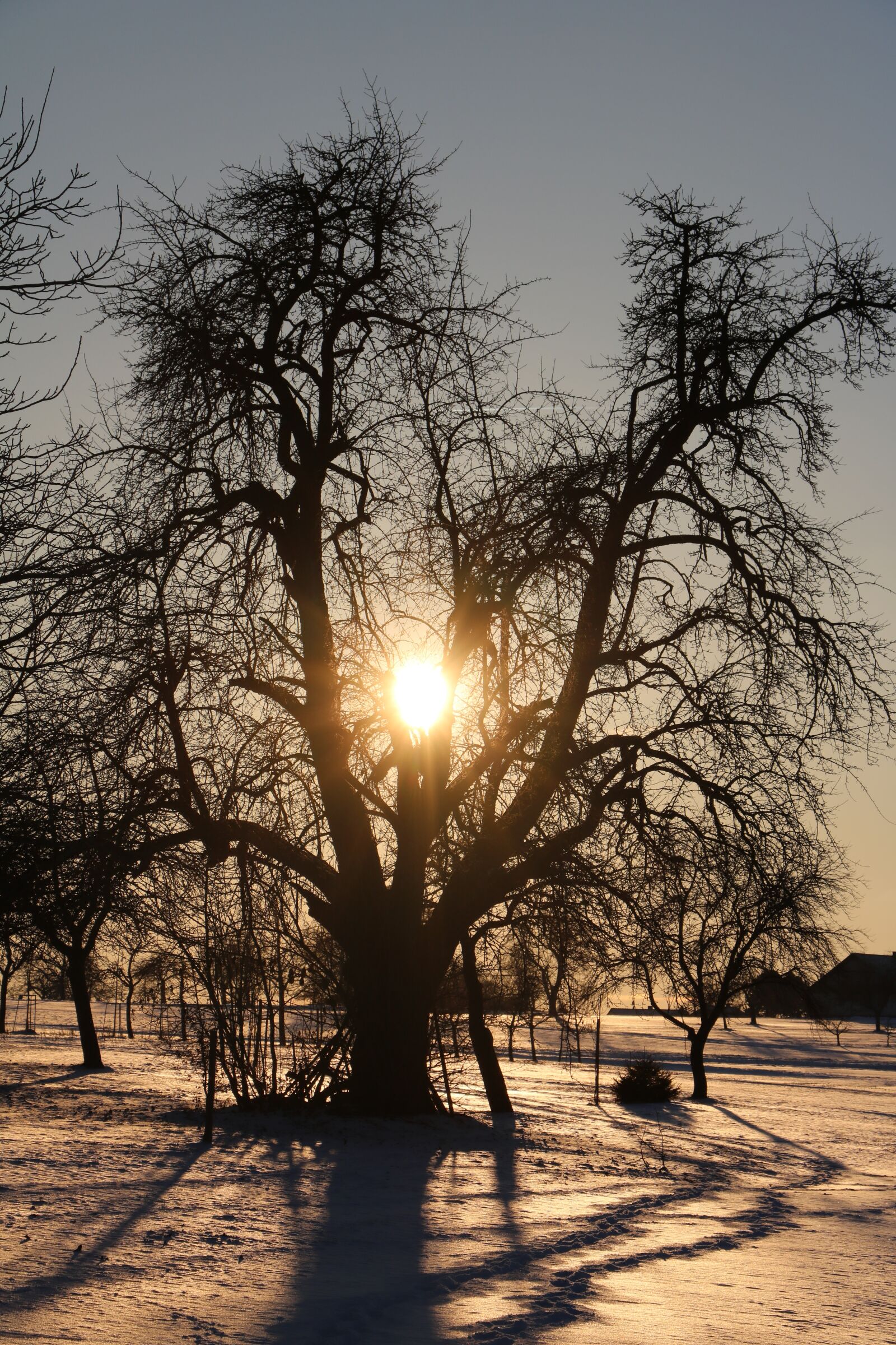 Canon EOS 750D (EOS Rebel T6i / EOS Kiss X8i) sample photo. Pear, tree, sun photography