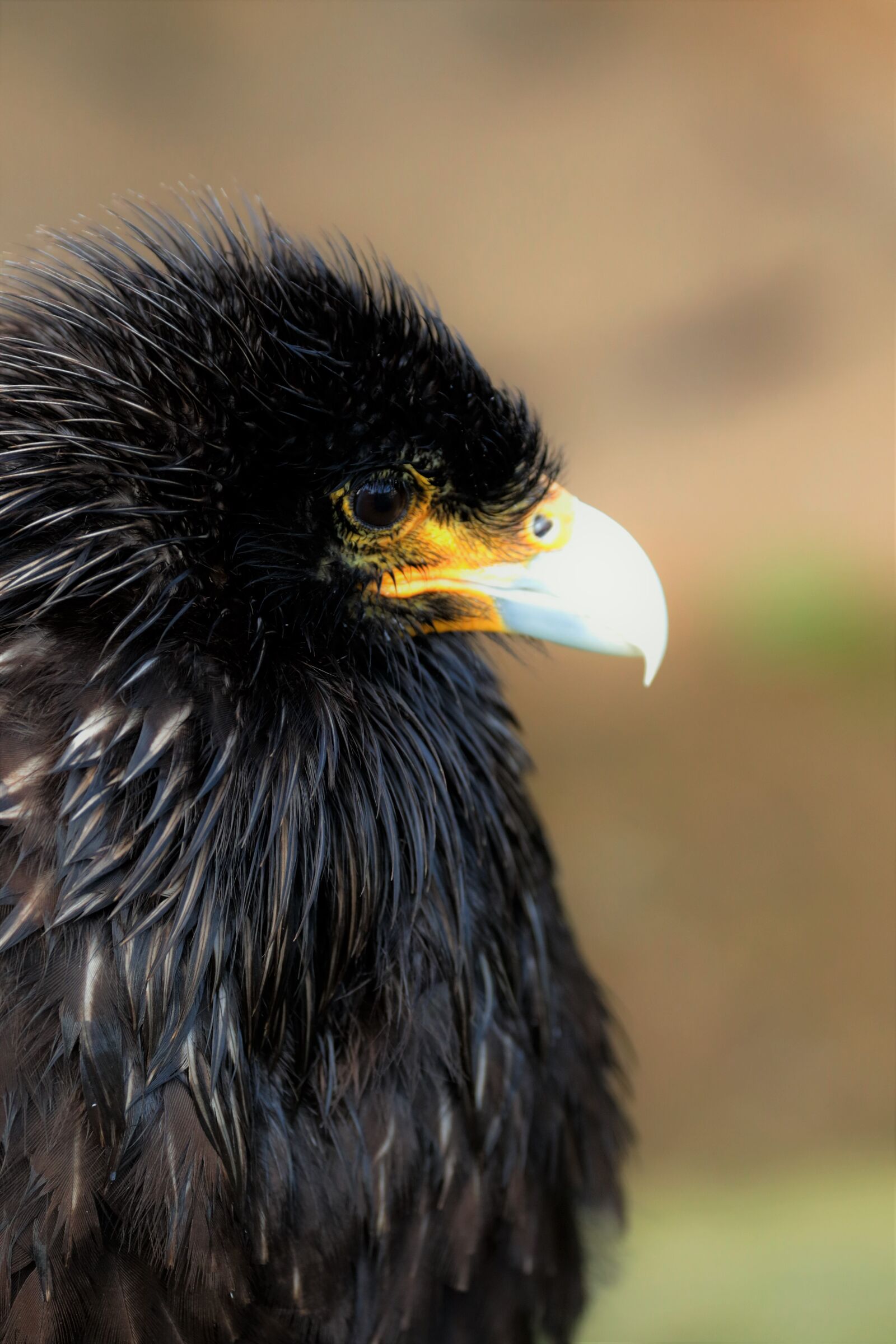 Canon EF 70-300mm F4-5.6L IS USM sample photo. Caracara, bird of prey photography