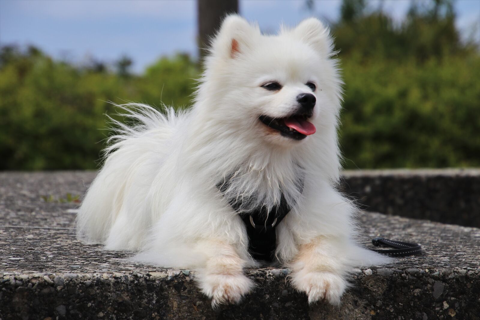 Canon EOS 80D sample photo. Friend, dog, spitz photography