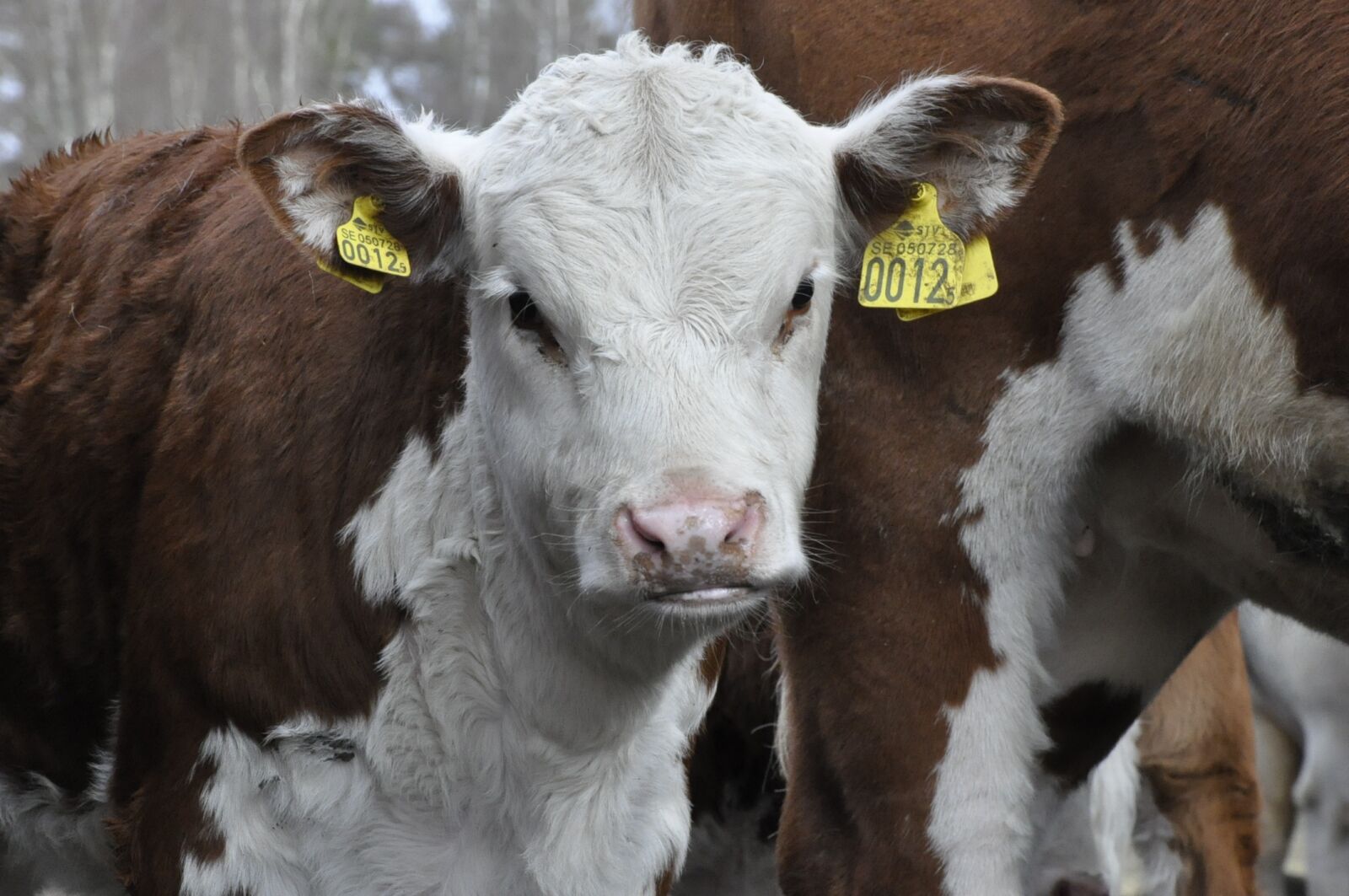 Nikon D90 sample photo. Calf, bovine, ko photography