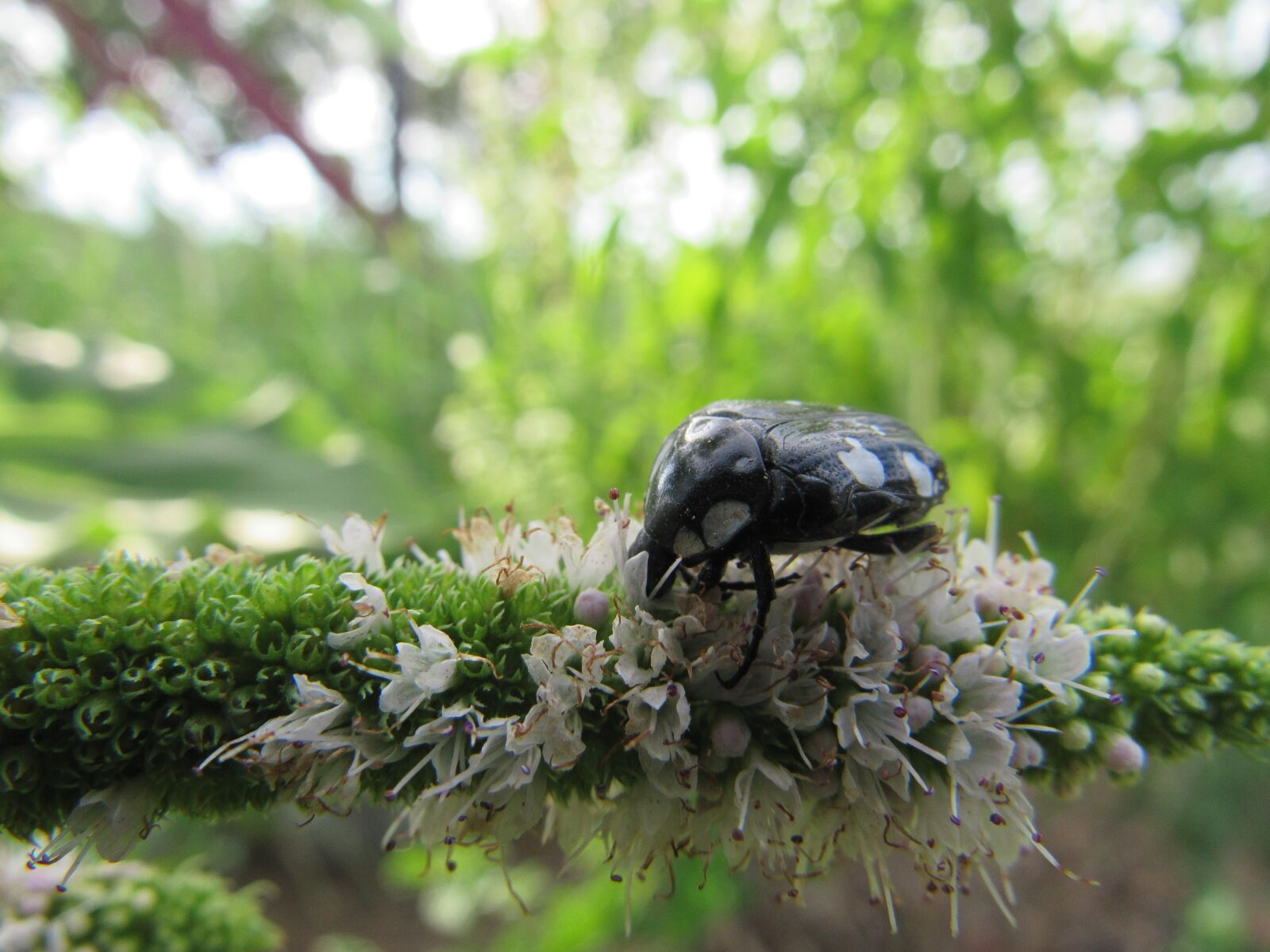 Canon PowerShot SX530 HS sample photo. Beetle, flower, black photography