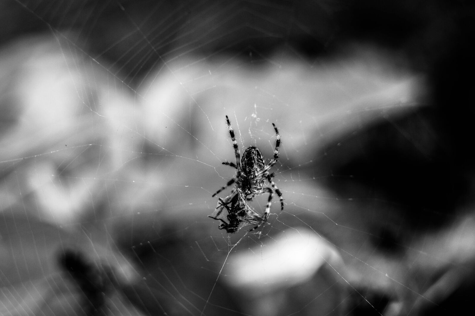 Sony SLT-A37 sample photo. Spider, nature, hunting photography