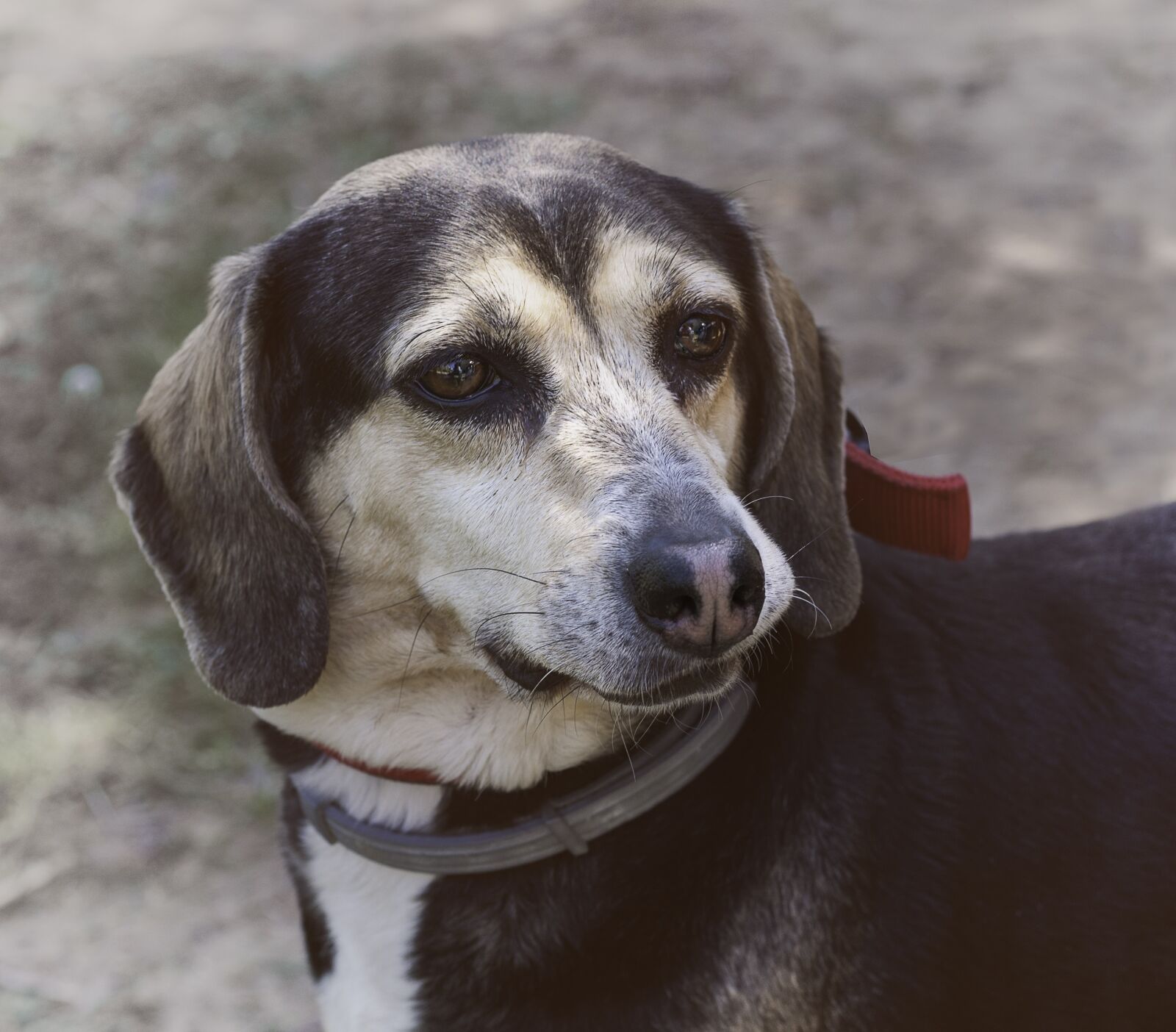 Nikon D300 sample photo. Dog, animal, animals photography
