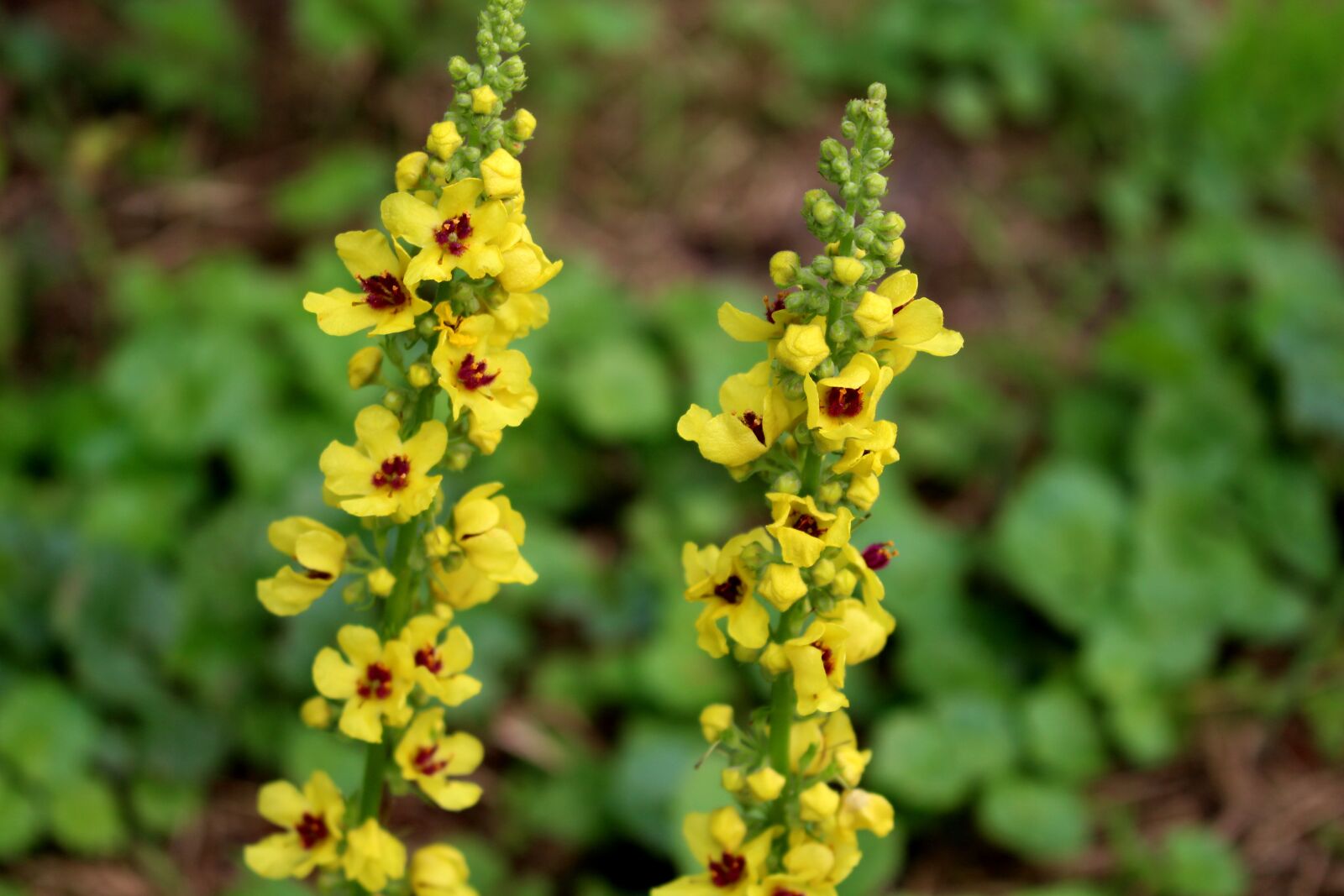 Canon EOS 700D (EOS Rebel T5i / EOS Kiss X7i) sample photo. Yellow flowers, flowers, yellow photography