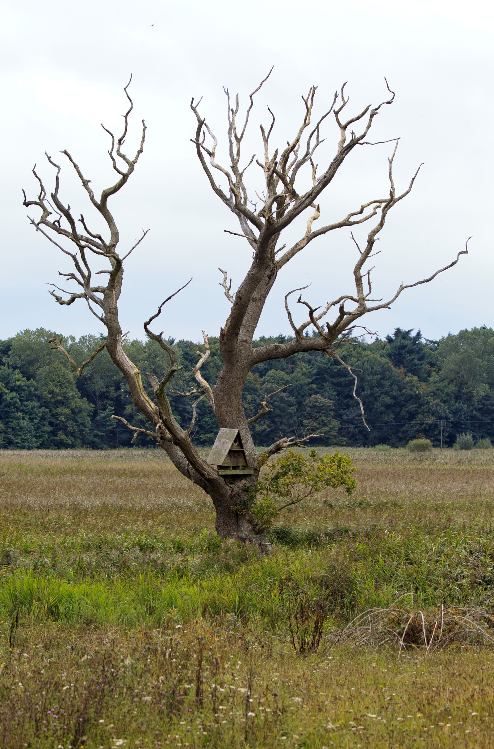 Canon EOS-1D X + Canon EF 100-400mm F4.5-5.6L IS II USM sample photo. Dead tree, reed beds photography