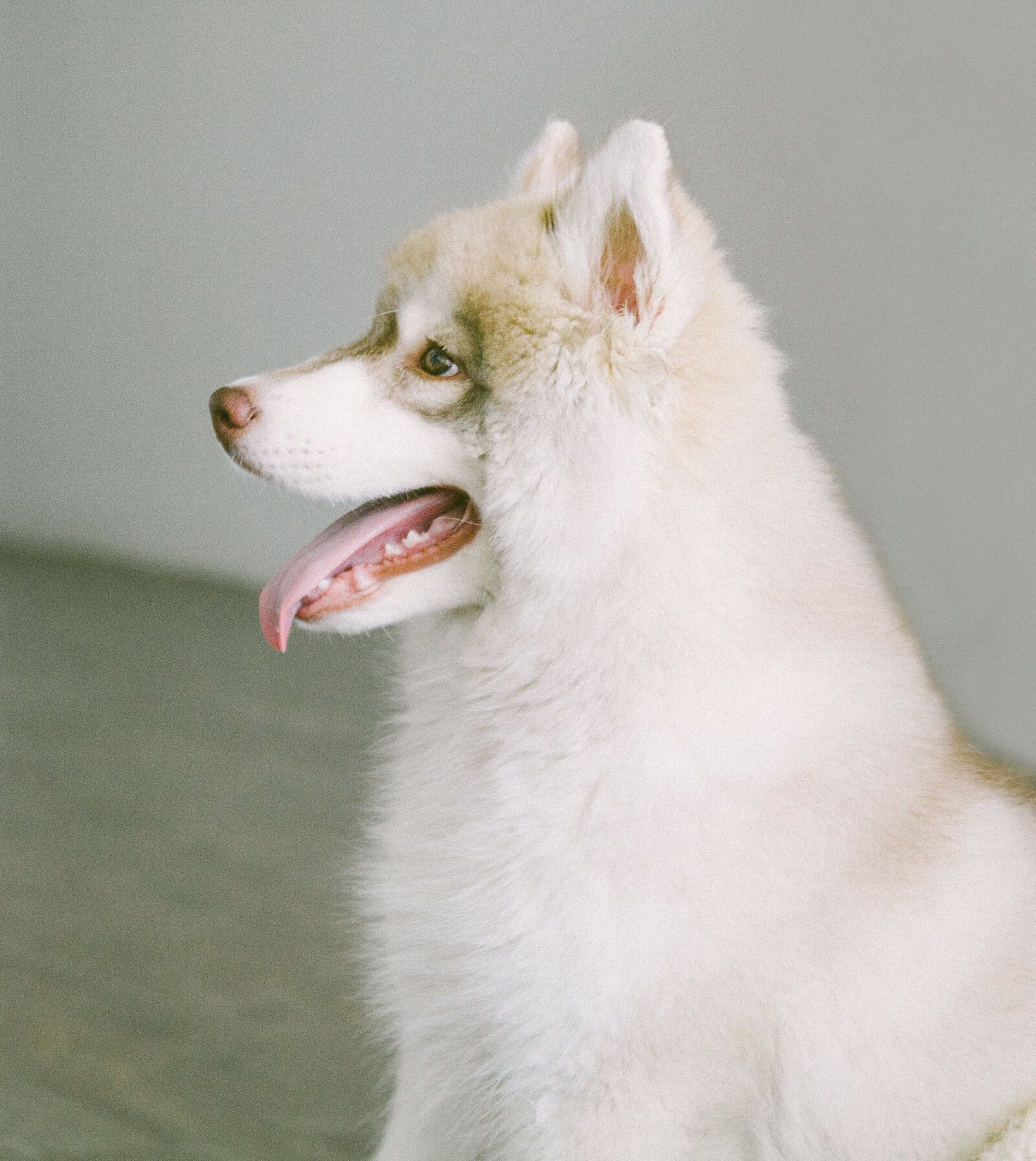 Canon EOS 60D sample photo. Dog, puppy, animal photography