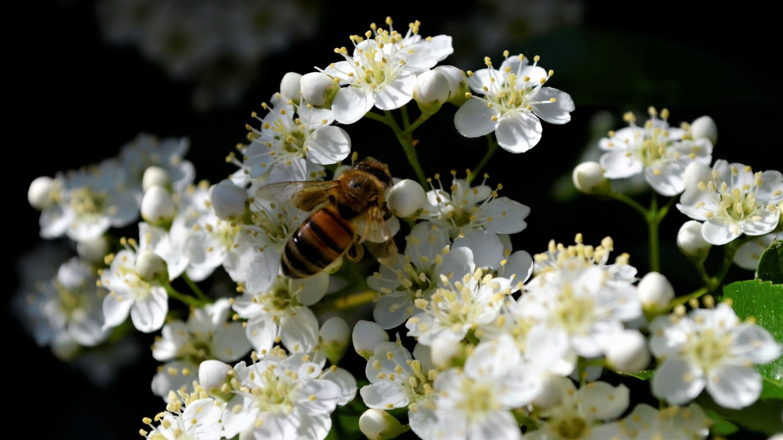 Nikon D5100 sample photo. Bees, bee, nature photography