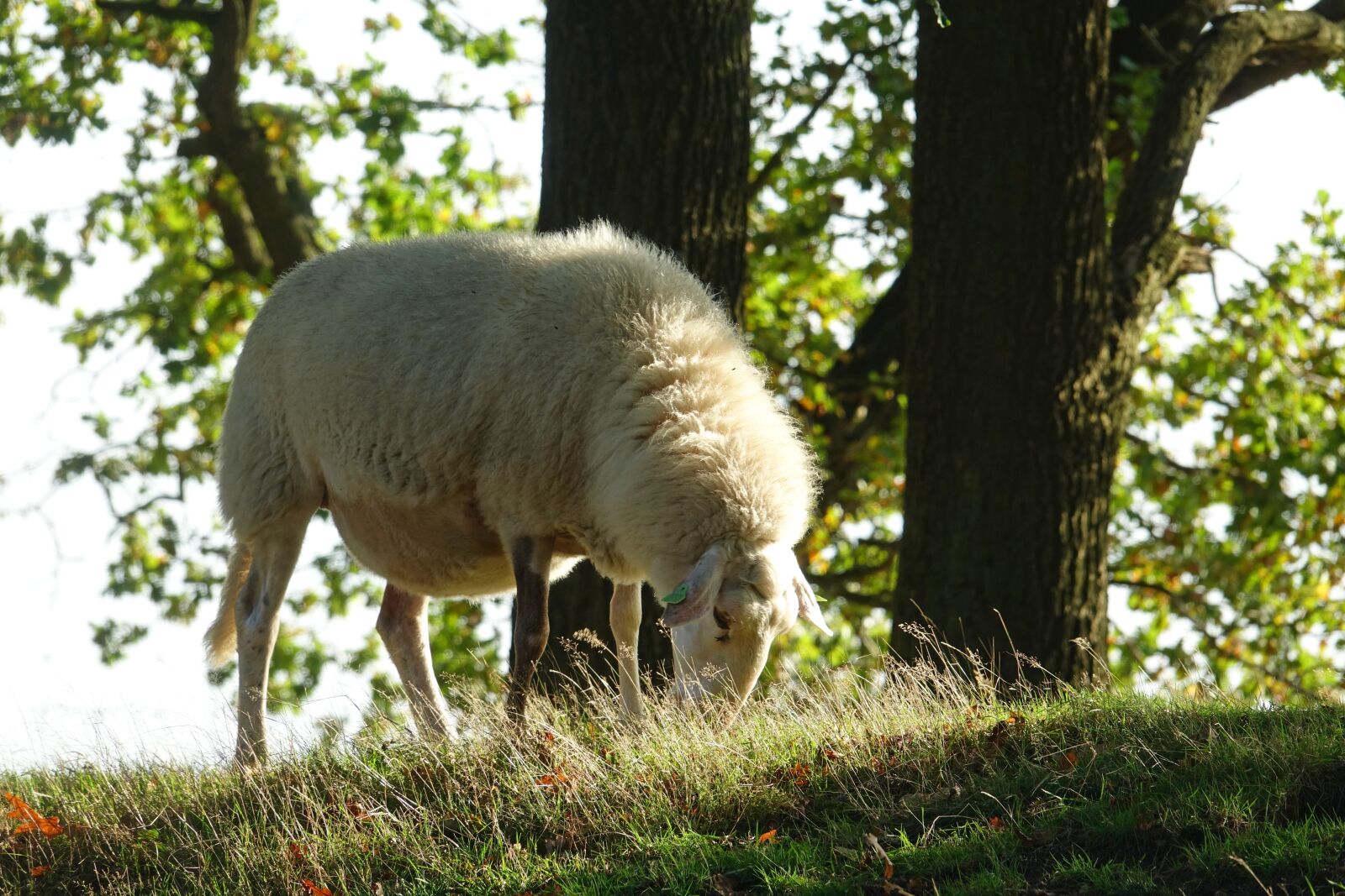Sony Cyber-shot DSC-RX10 III sample photo. Sheep, heather s, nature photography