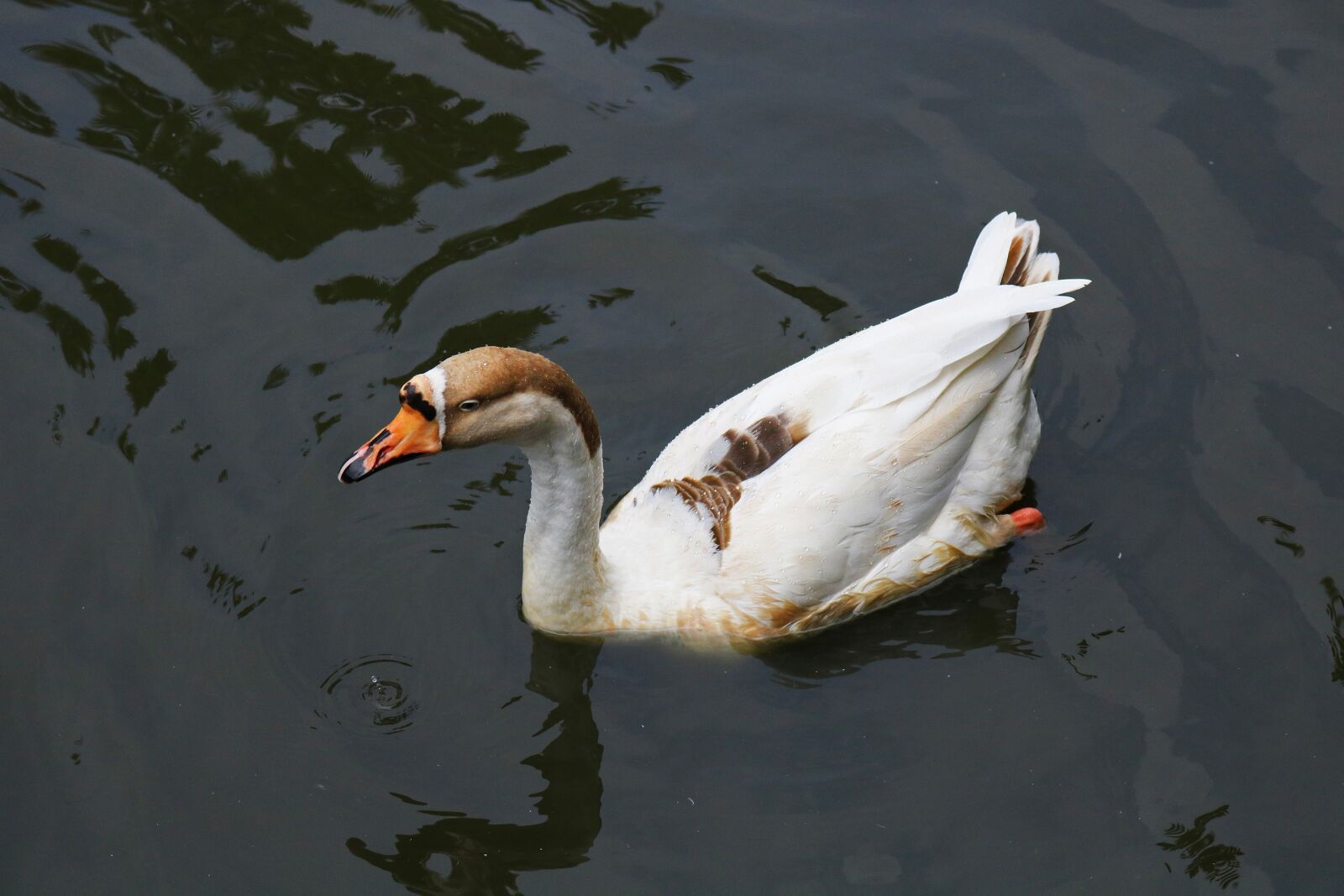 Canon EOS 750D (EOS Rebel T6i / EOS Kiss X8i) sample photo. Bird, water, wildlife photography