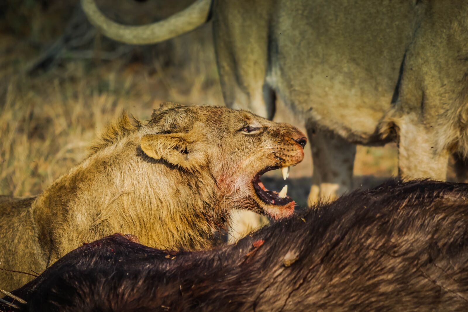 Canon EOS 60D + Canon EF 70-200mm F2.8L USM sample photo. Lion, beast, outdoor photography