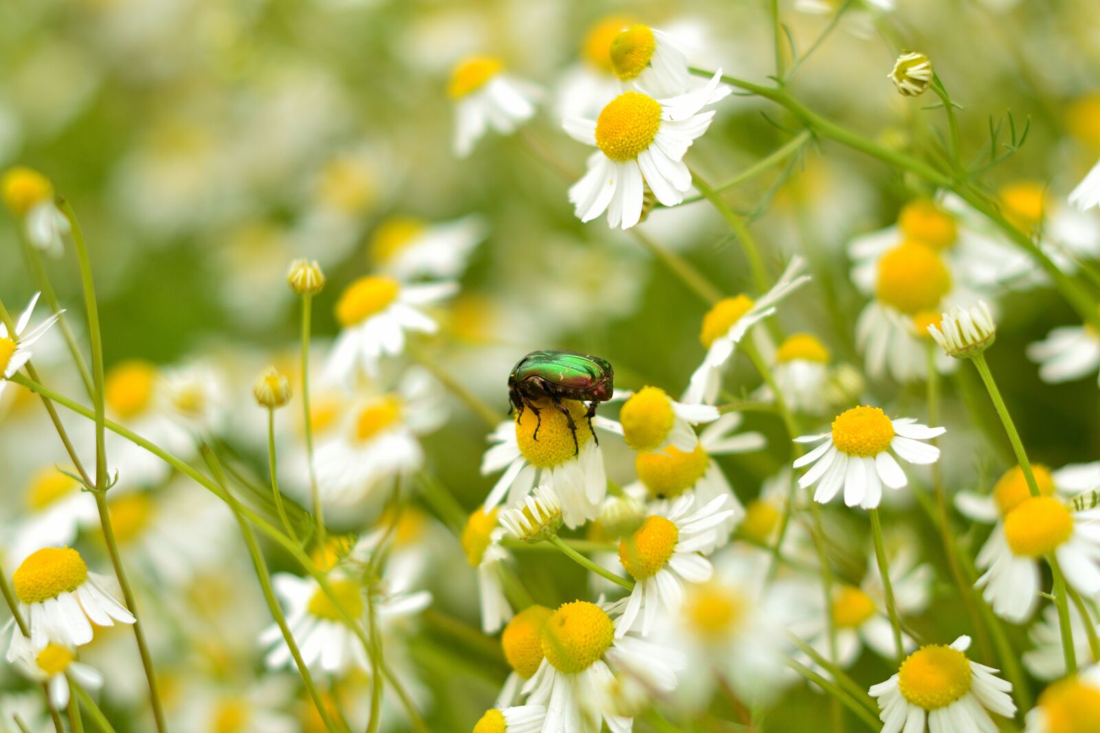 Nikon D3100 sample photo. Chamomile, herbs, flowers photography