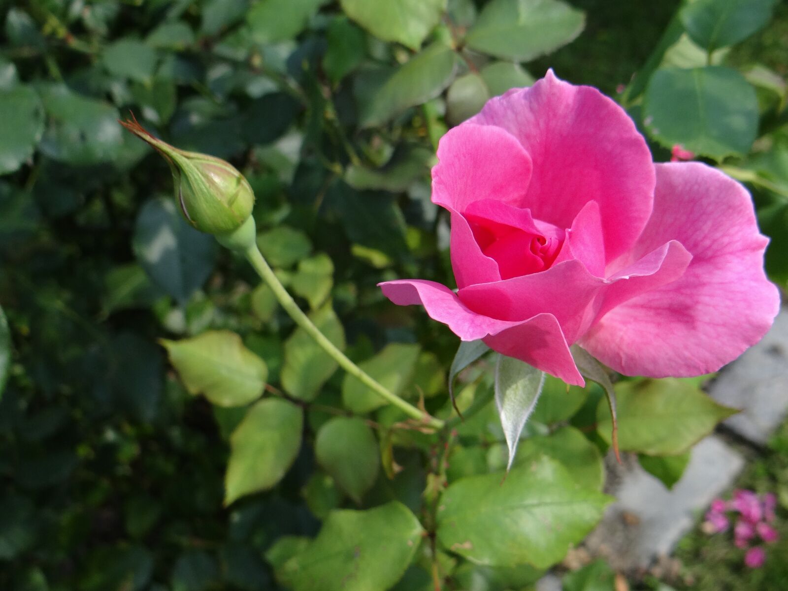 Sony DSC-HX200V sample photo. Rose, flower, pink photography