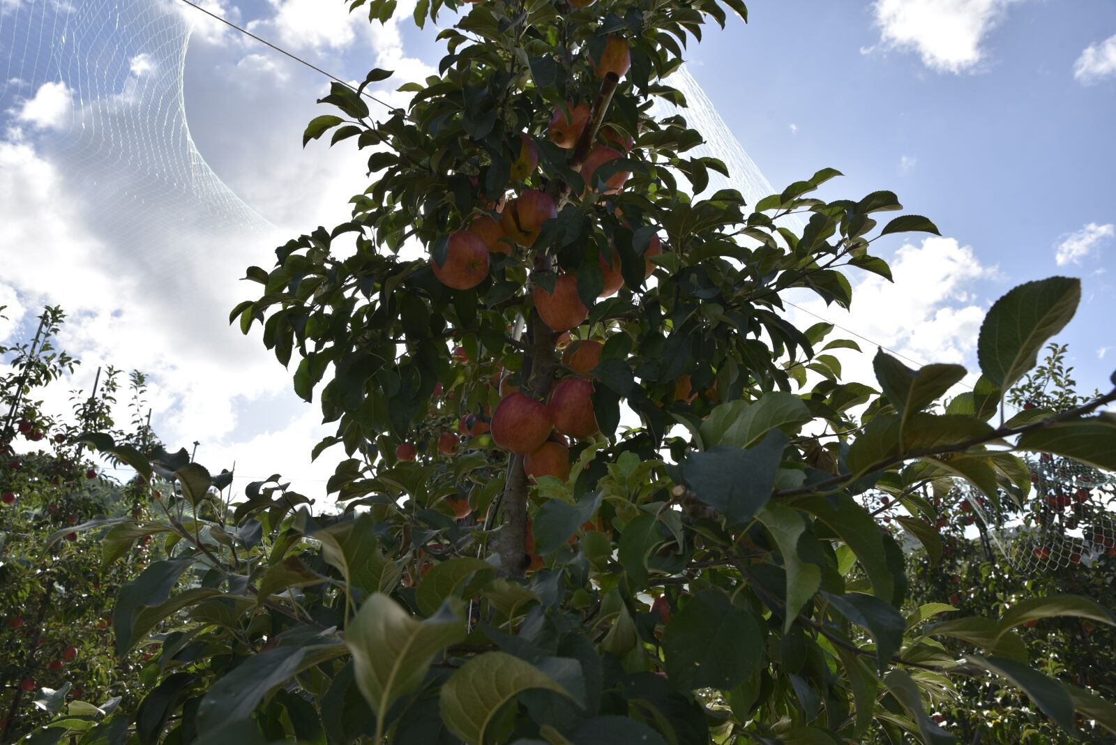 Nikon D750 sample photo. Apple, fruit, apple tree photography