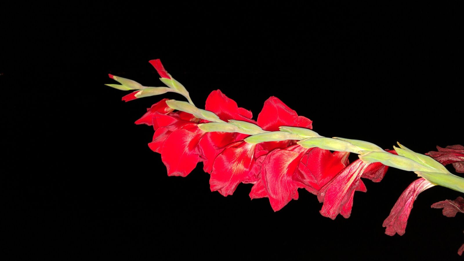 LG H815TR sample photo. Landscape, nature, flowers photography