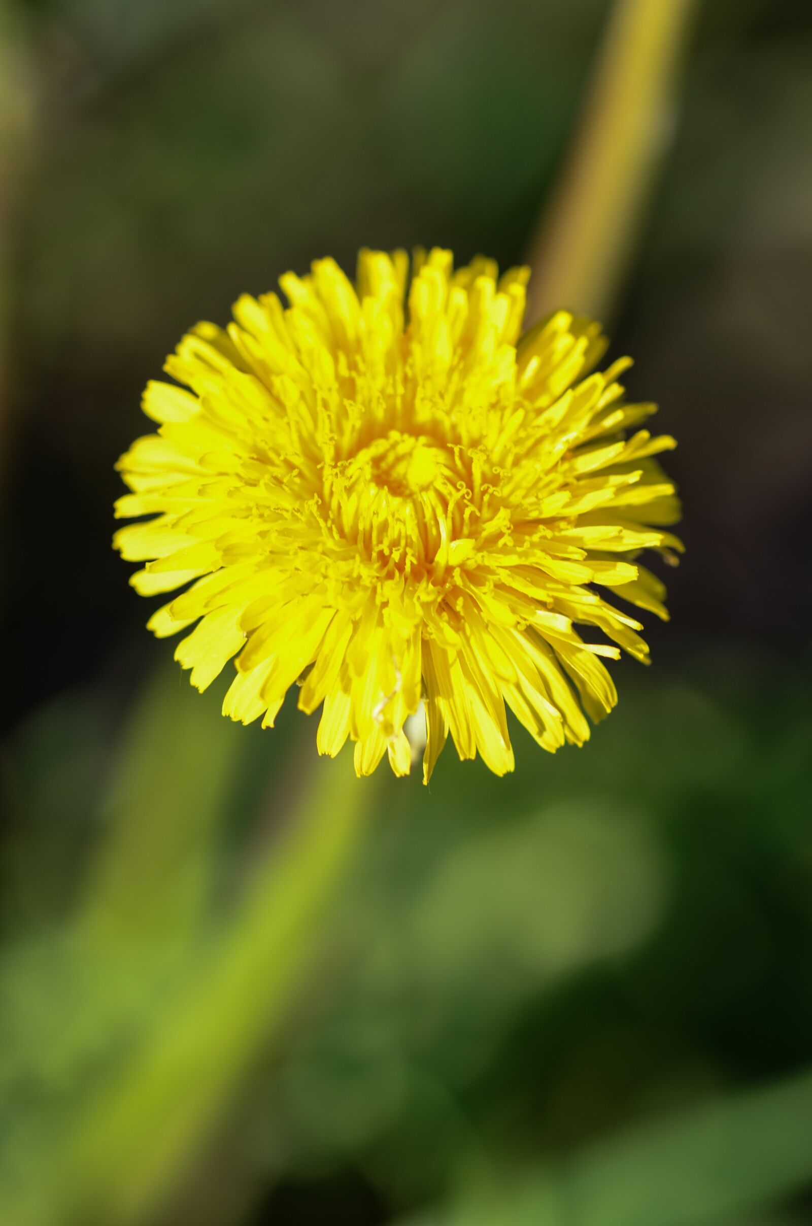 Nikon D7000 sample photo. Dandelion, field bloom, yellow photography