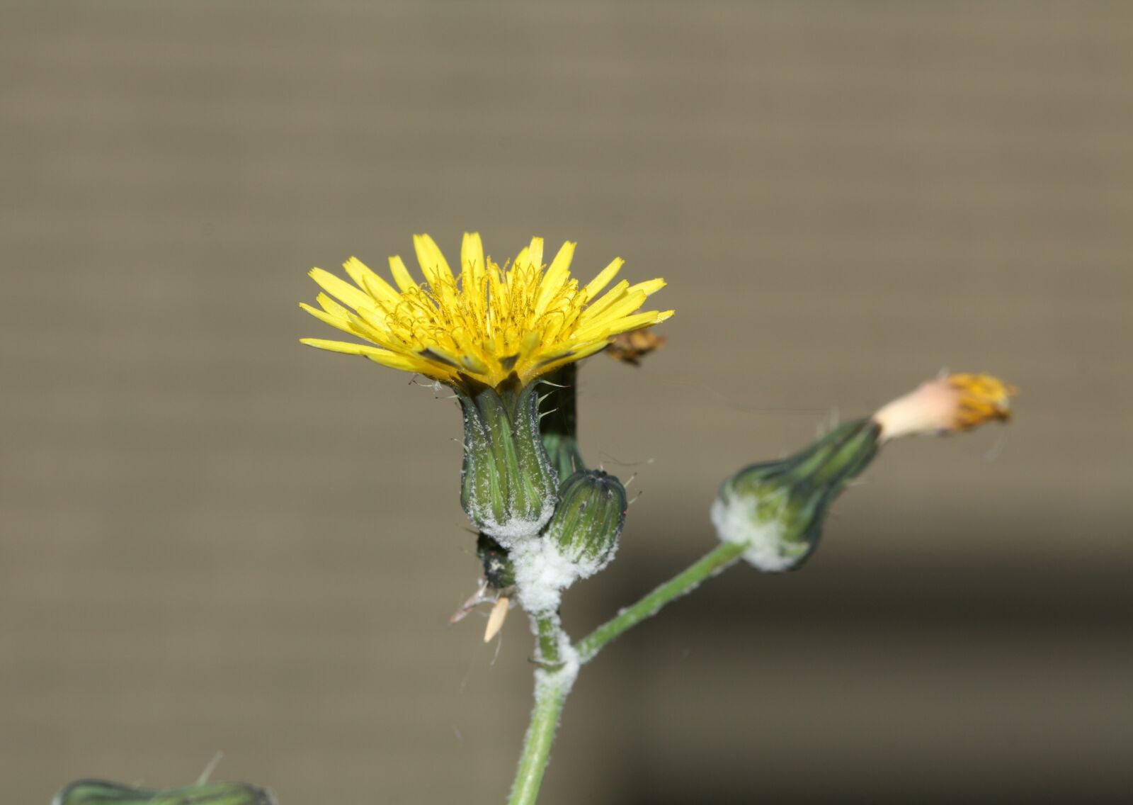 Canon EOS 450D (EOS Rebel XSi / EOS Kiss X2) sample photo. Dandelion, blossom, bloom photography