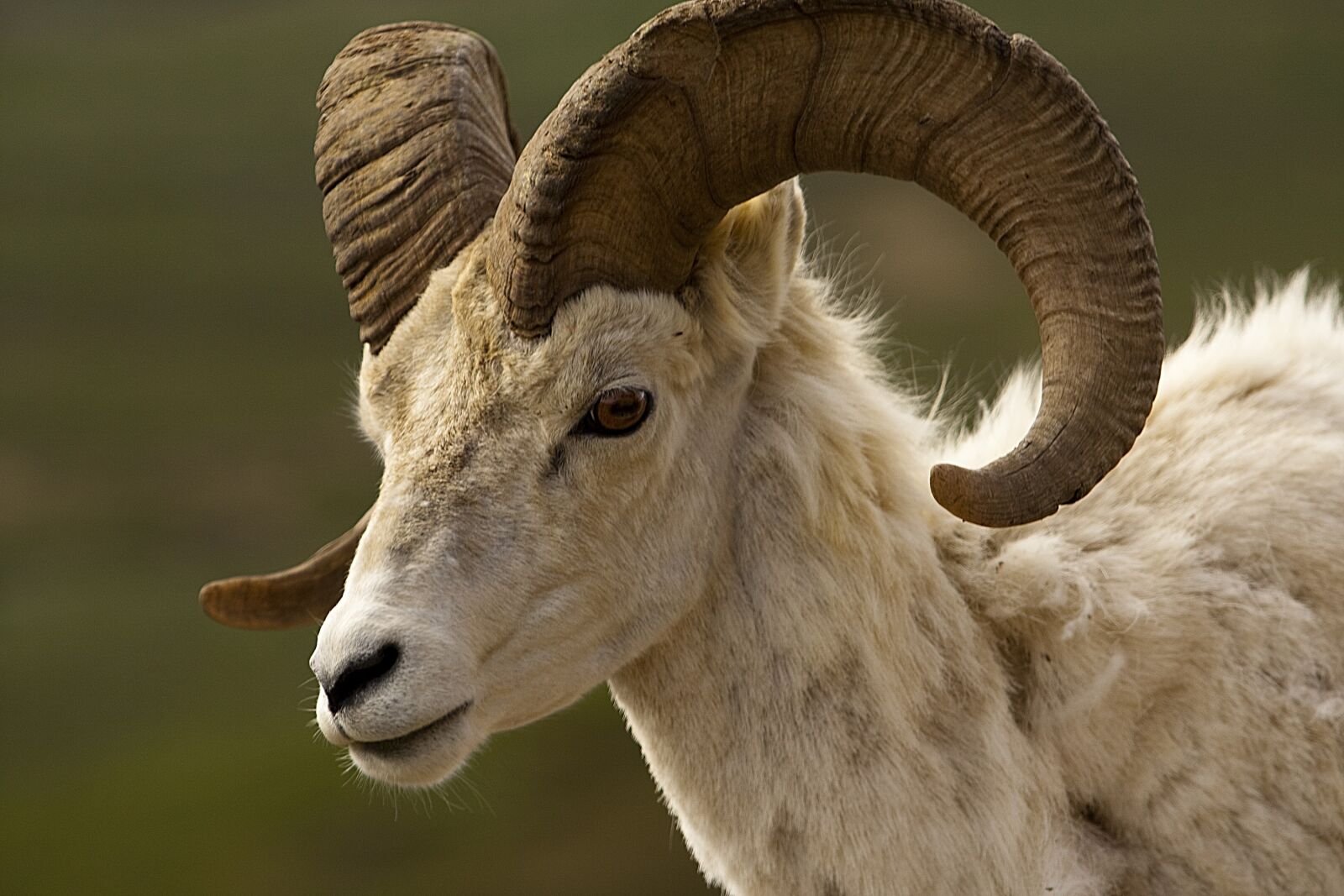 Canon EOS 450D (EOS Rebel XSi / EOS Kiss X2) sample photo. Bighorn sheep, ram, male photography
