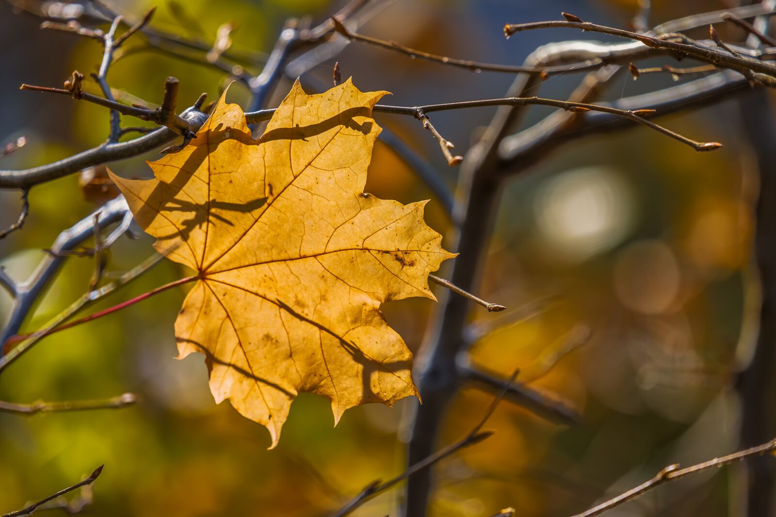 Fujifilm X-T30 + Fujifilm XF 55-200mm F3.5-4.8 R LM OIS sample photo. Maple, leaf, leaves photography