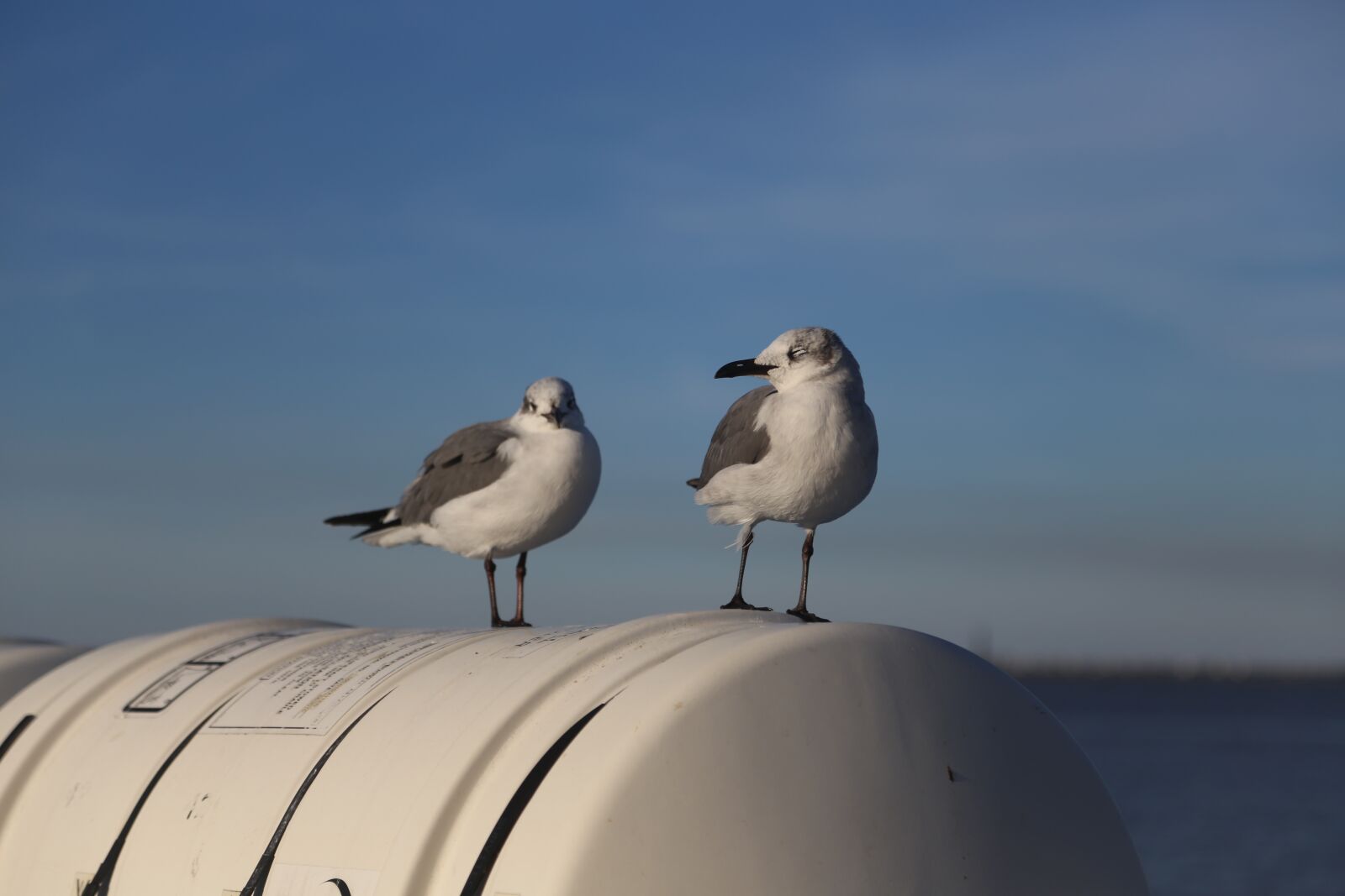 Canon EOS 6D + Canon EF 24-105mm F4L IS USM sample photo. Seagull, bird, sky photography
