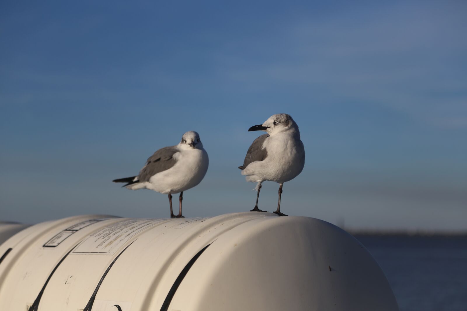 Canon EF 24-105mm F4L IS USM sample photo. Seagull, bird, sky photography