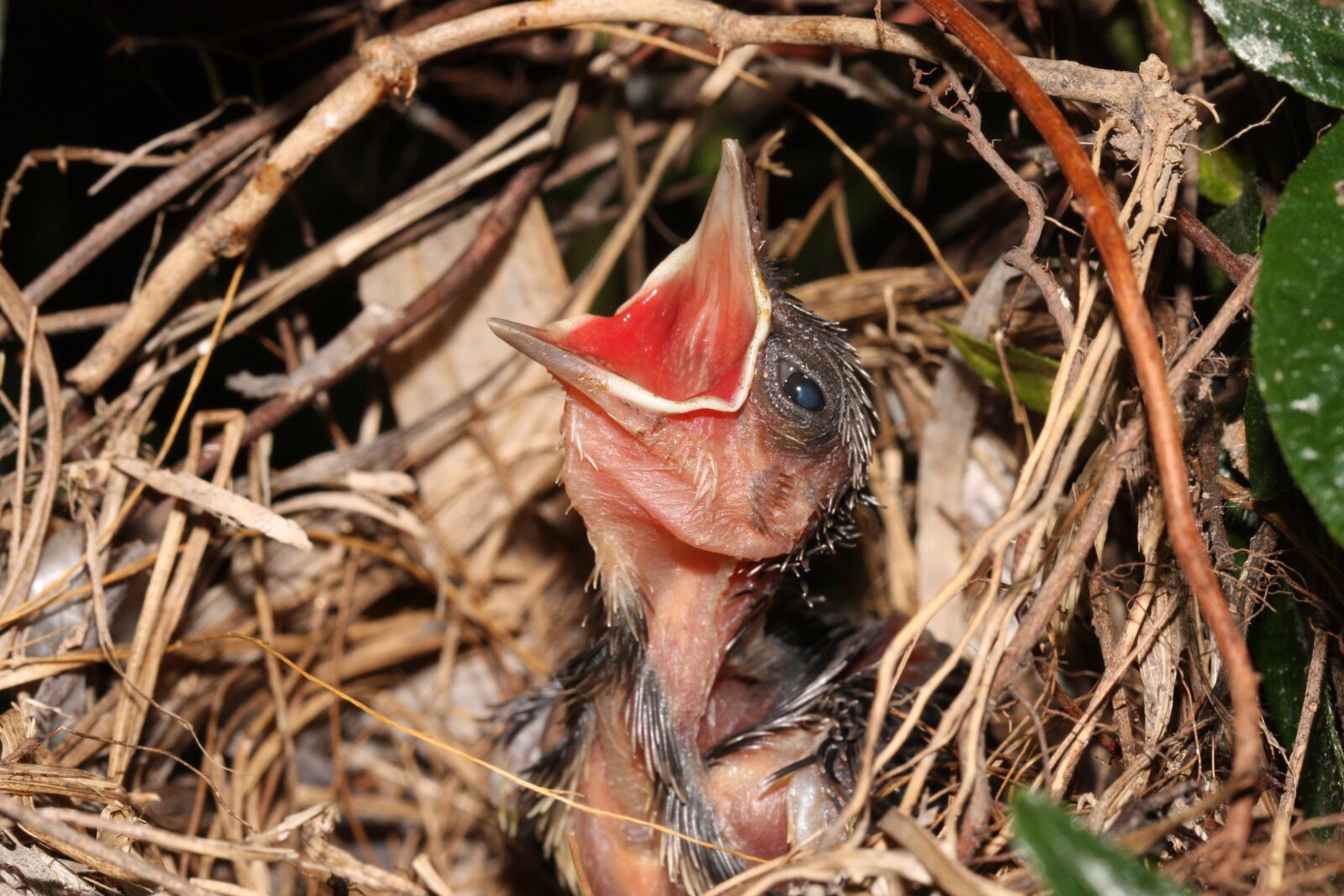 Canon EOS 450D (EOS Rebel XSi / EOS Kiss X2) sample photo. Newborn bird, baby bird photography