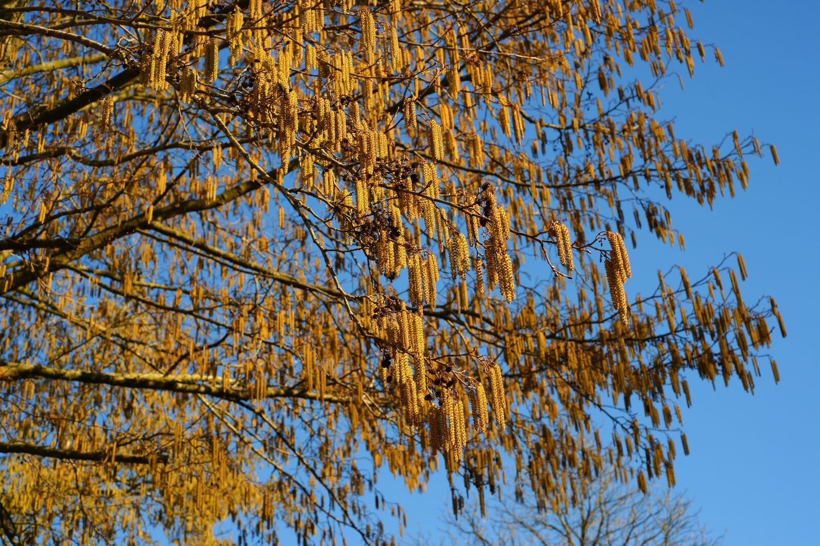 Sony Alpha DSLR-A900 sample photo. Hazel flowers, hazelnut, flowers photography