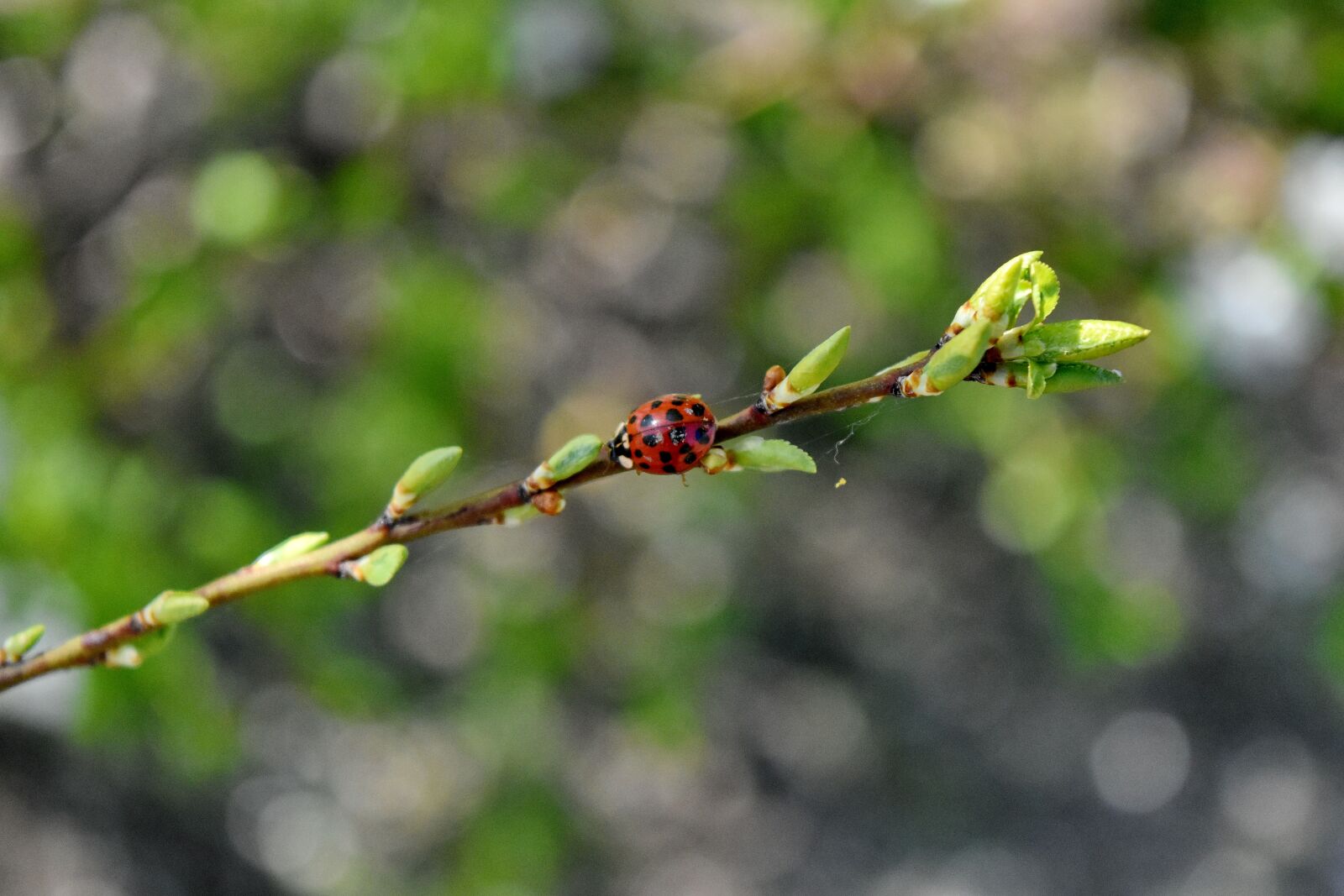 Nikon D5500 sample photo. Ladybug, spiderweb, leaf, branch photography