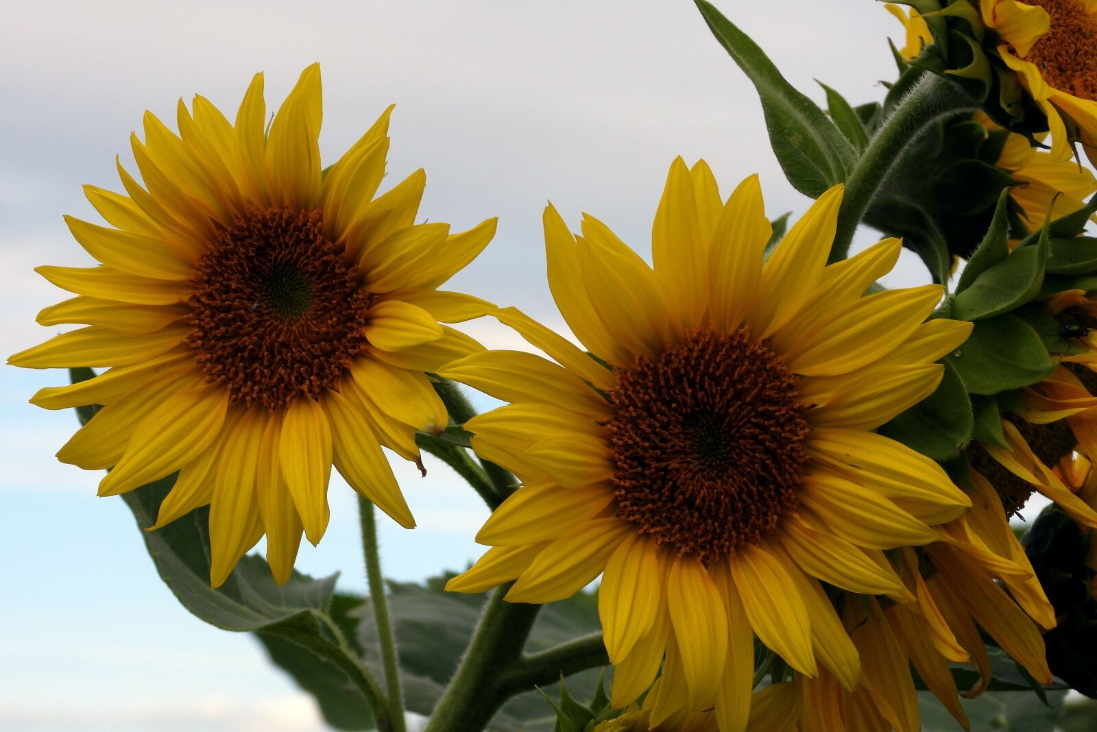 Nikon Coolpix P1000 sample photo. Sunflowers, field, flower photography