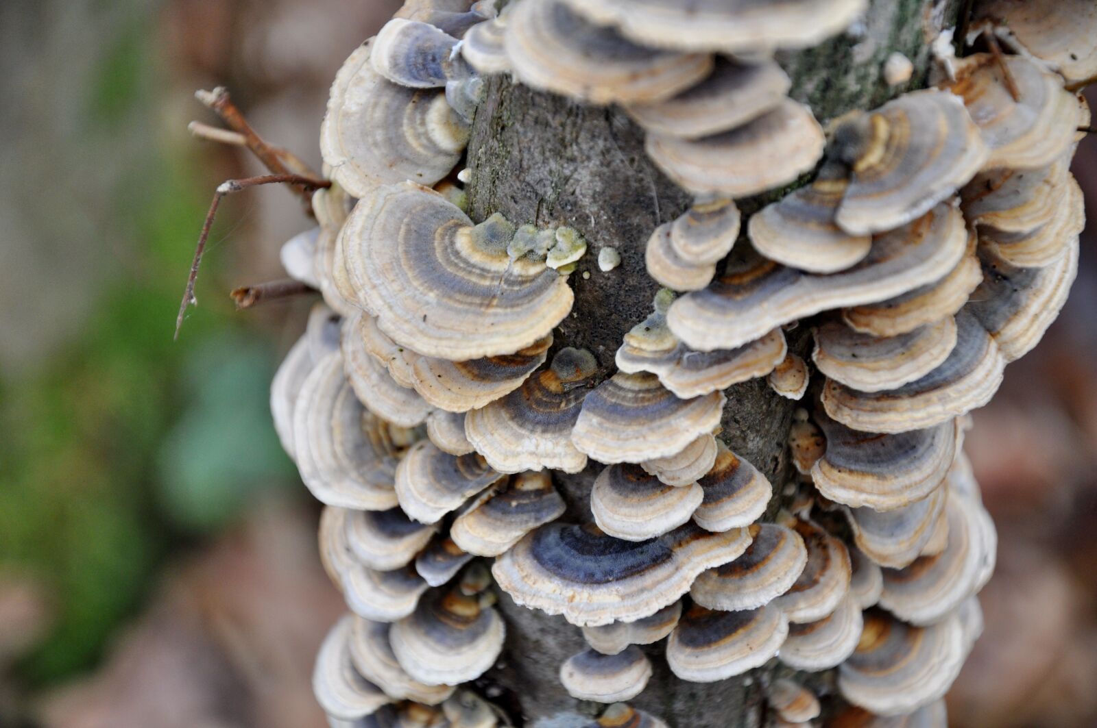 Nikon D90 sample photo. Tinder fungus, settlers, fag photography