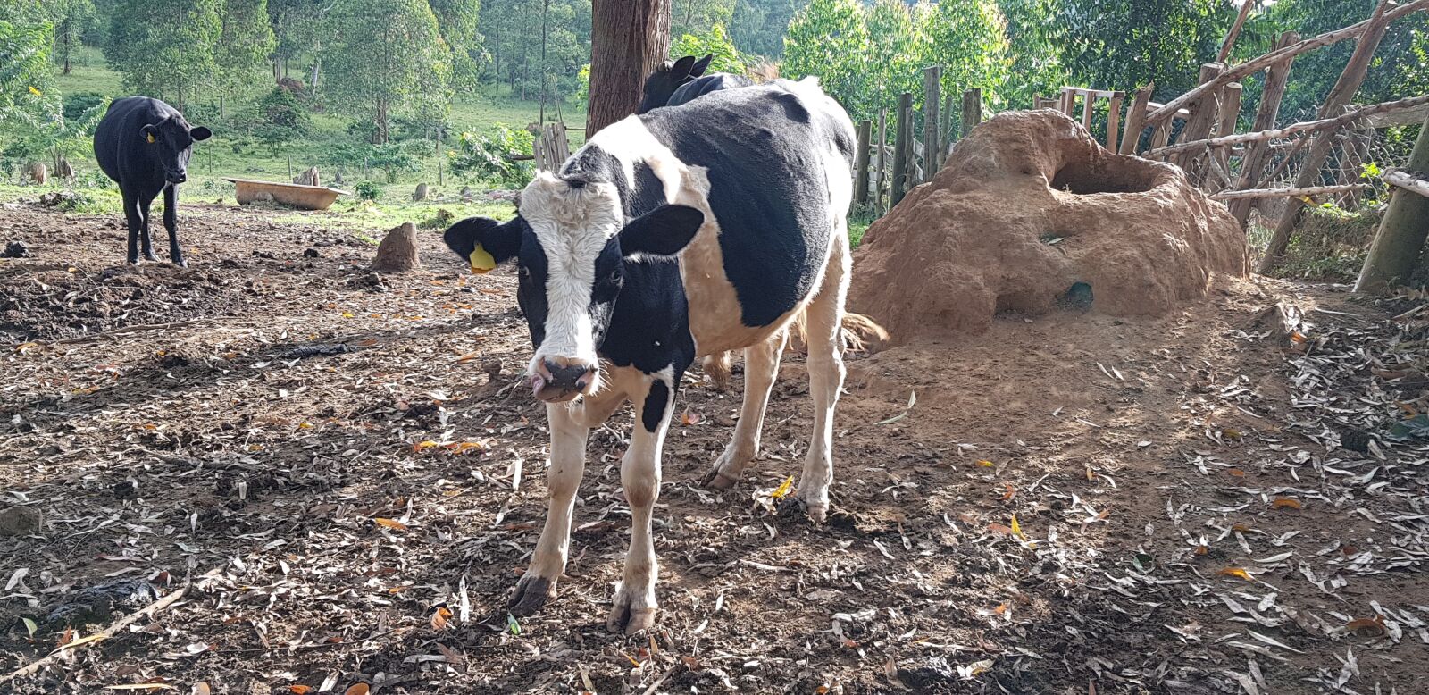 Samsung Galaxy S8+ sample photo. Animal, bull, farm photography