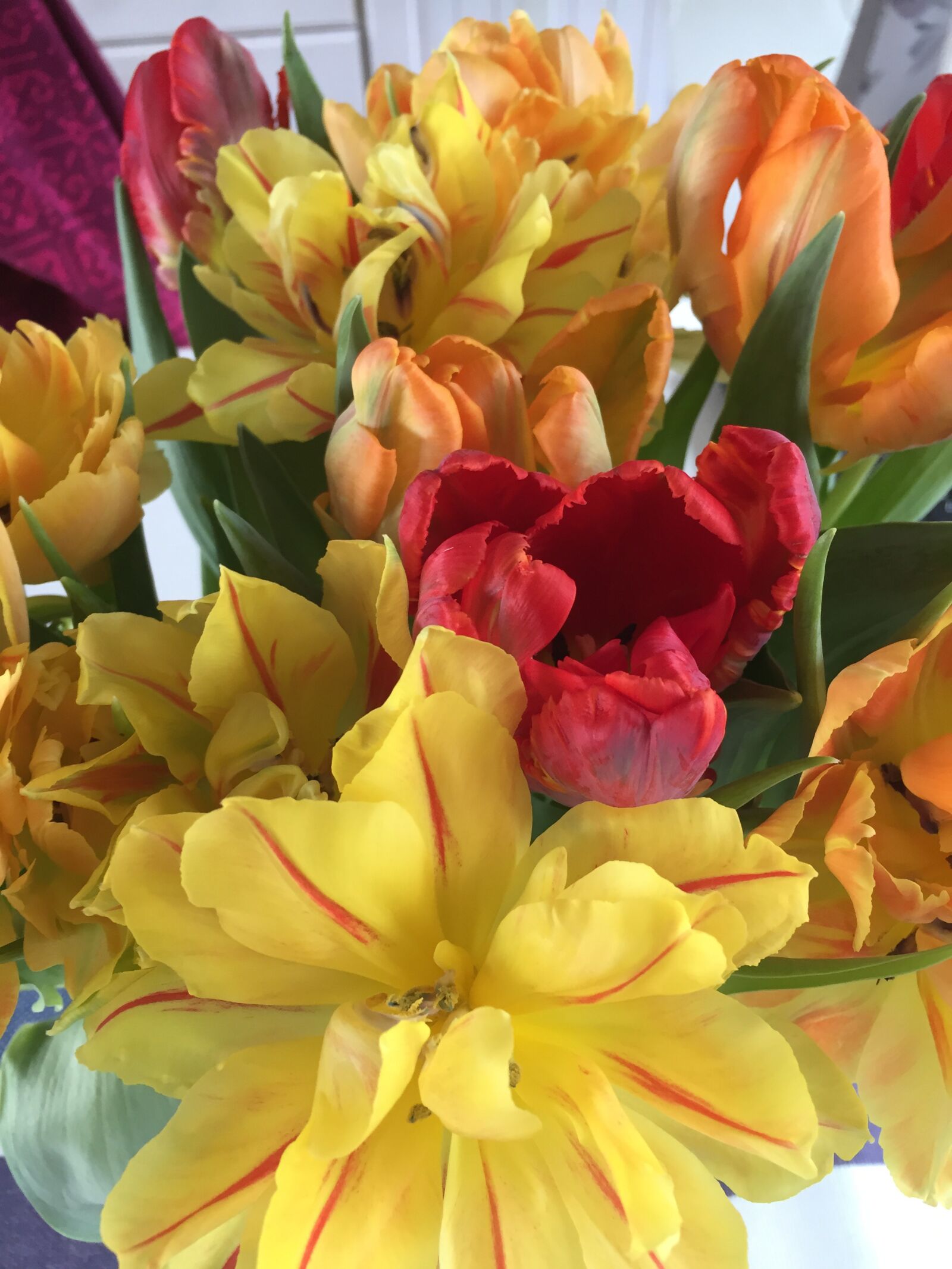 Apple iPhone 6 sample photo. Tulips, yellow, red photography