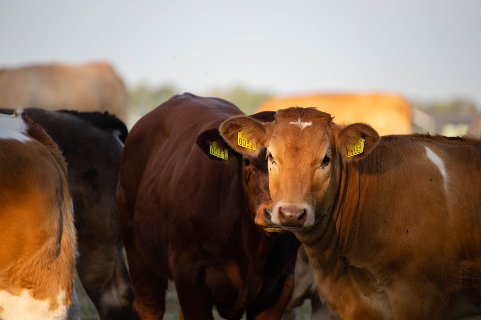 Canon EOS 6D Mark II sample photo. Cows, cattle, meadow photography