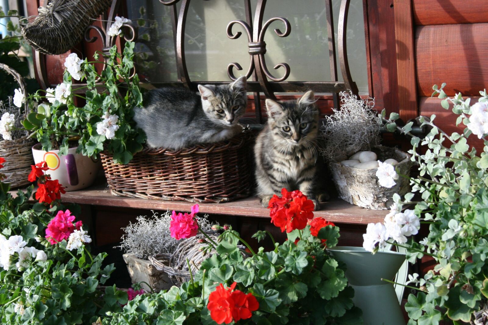 Canon EOS 400D (EOS Digital Rebel XTi / EOS Kiss Digital X) sample photo. Cat, cats, still life photography