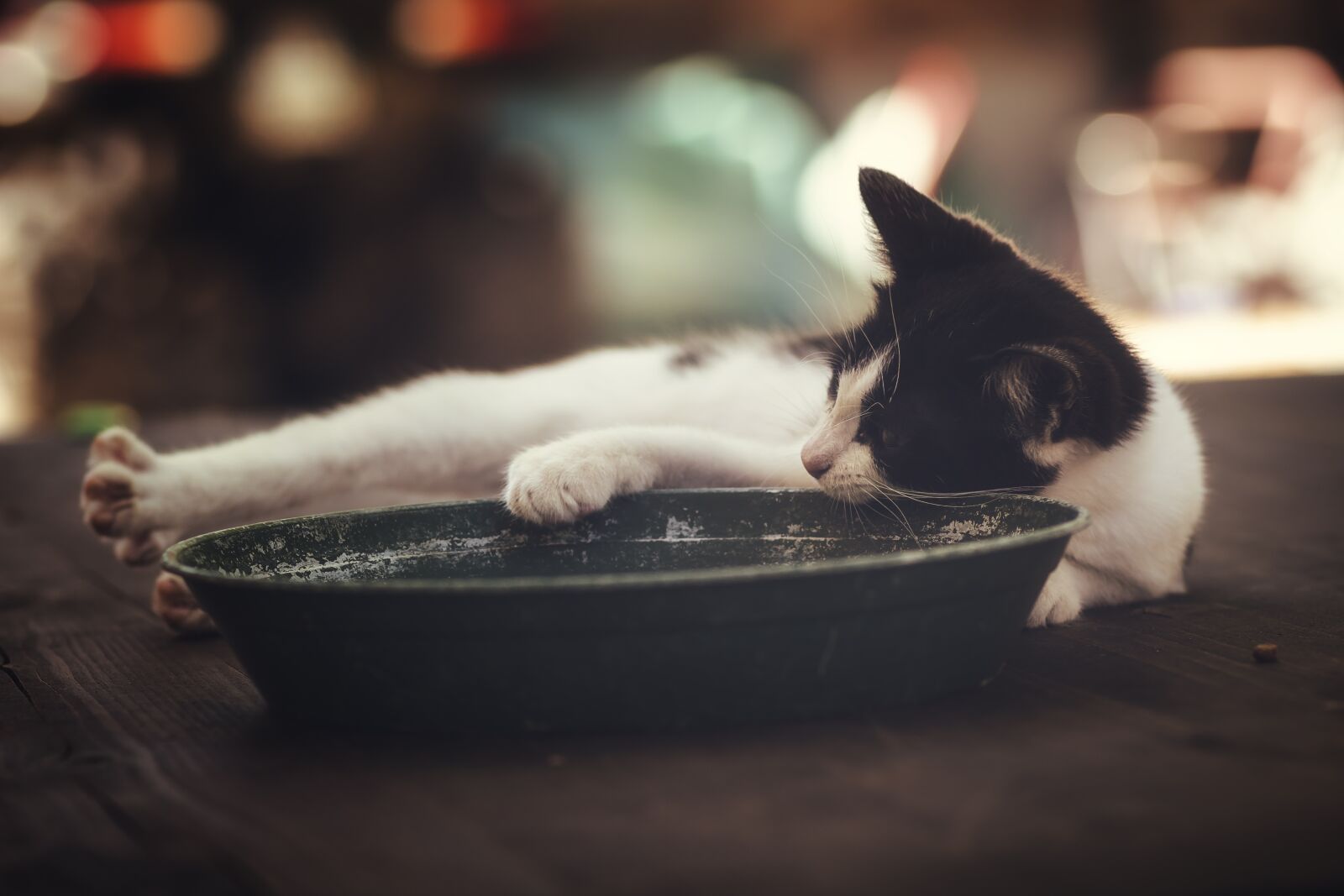 Canon EOS 1300D (EOS Rebel T6 / EOS Kiss X80) sample photo. Cat, feline, miao photography