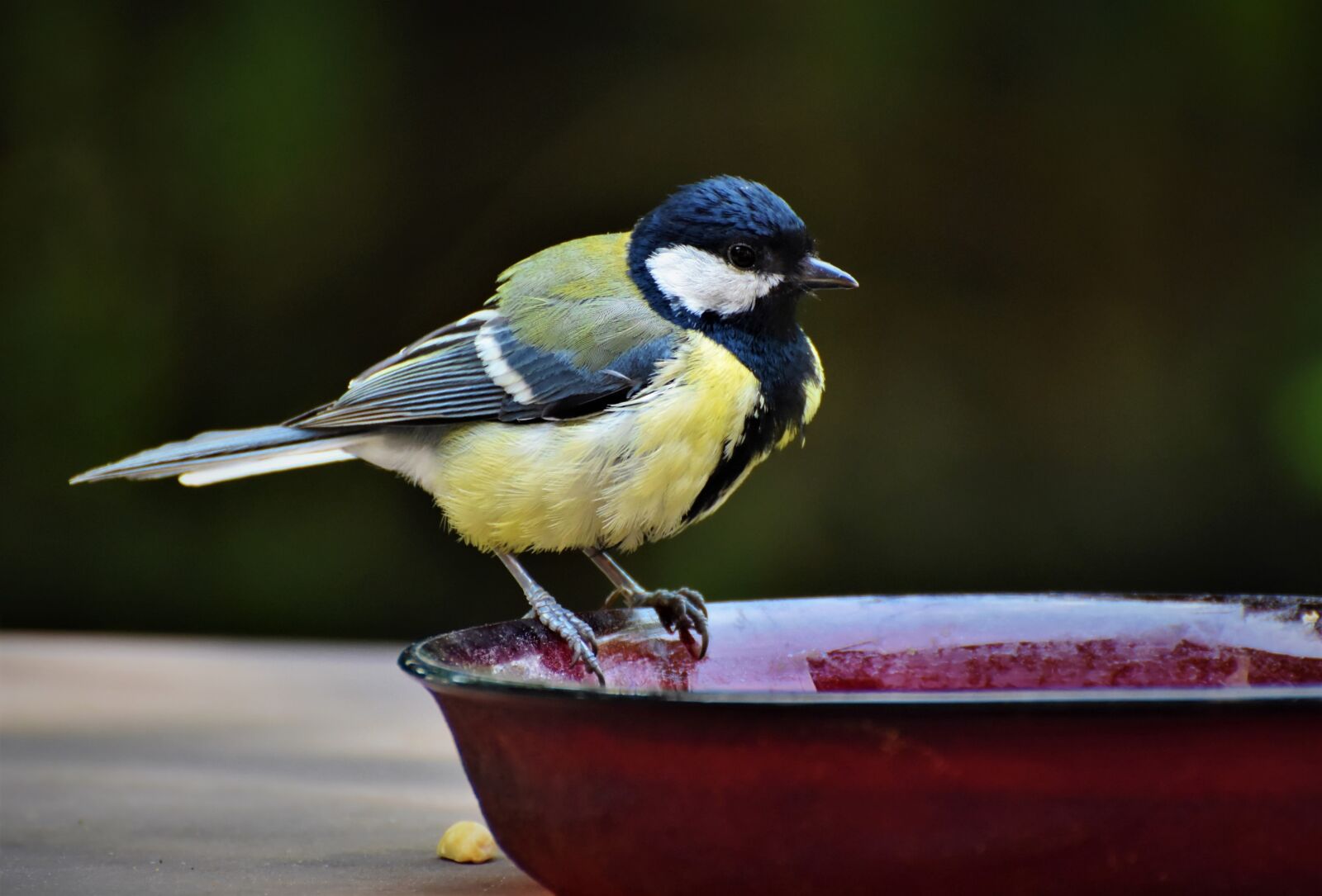 Nikon D7200 sample photo. Tit, songbird, bird photography
