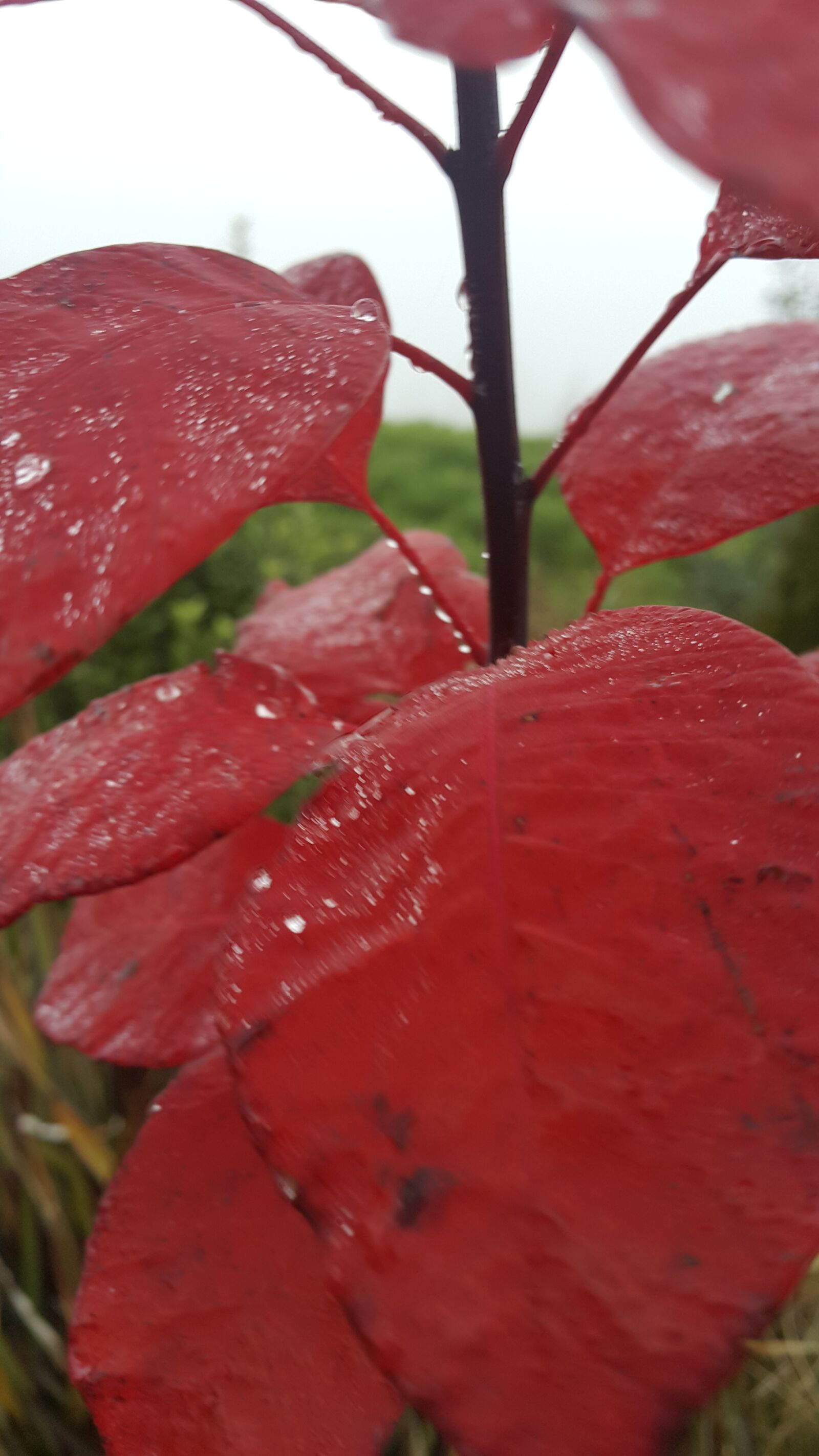 Samsung Galaxy Note4 sample photo. Leaves, nature, colorful photography